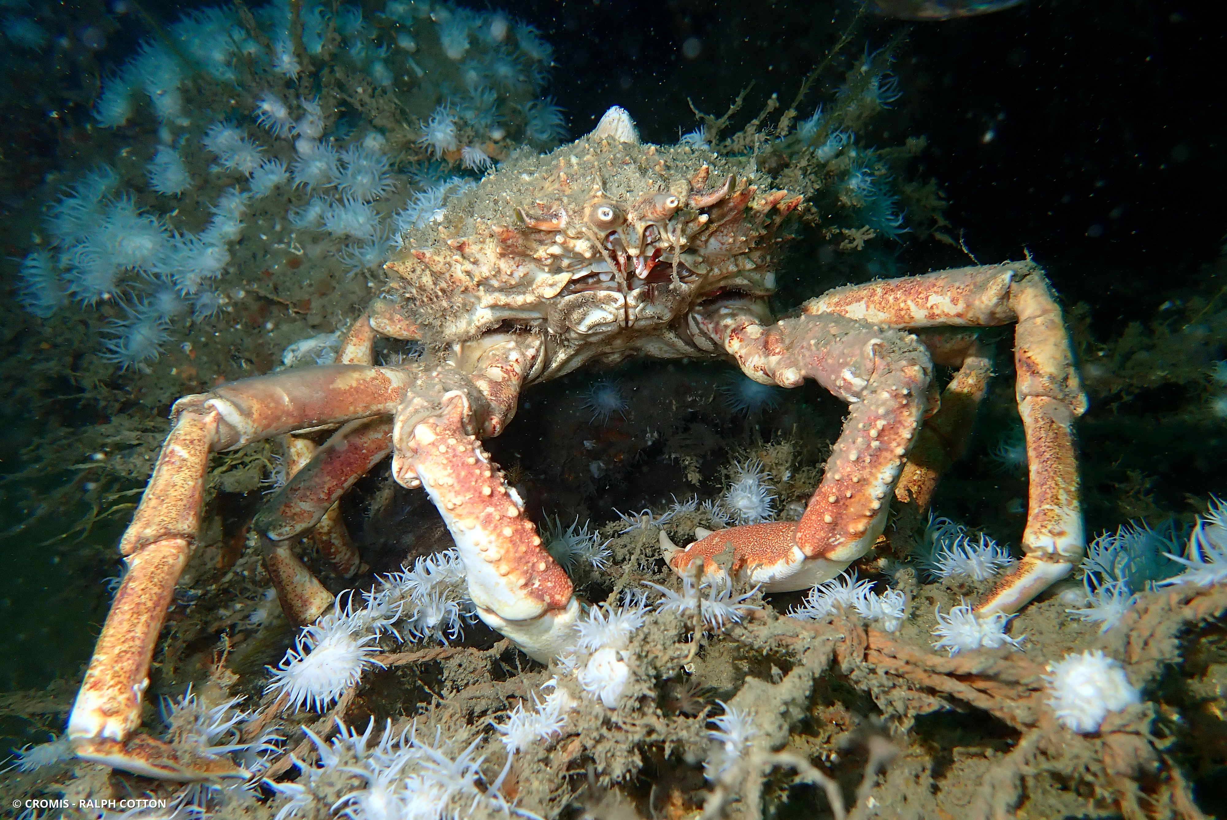 Araignée de mer Atlantique