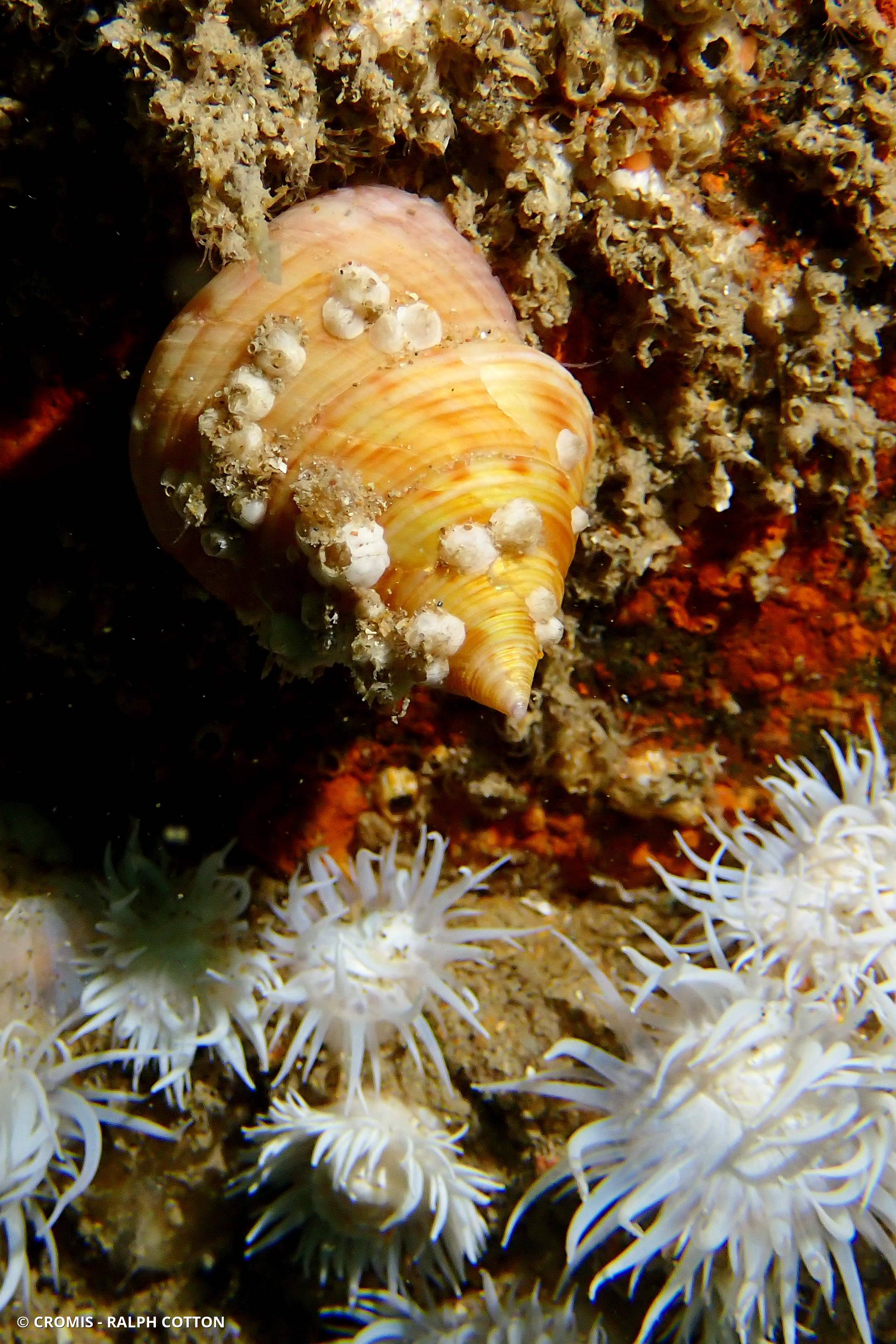 Calliostome jujube