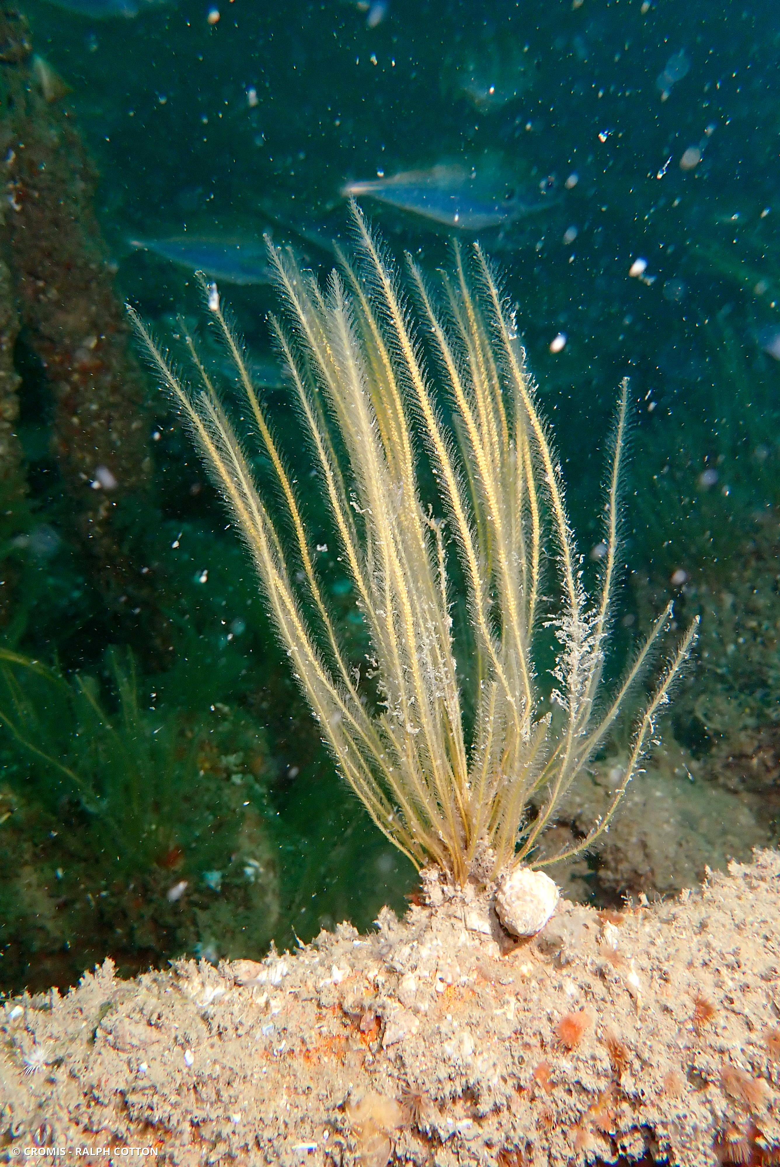 Hydraire antenne