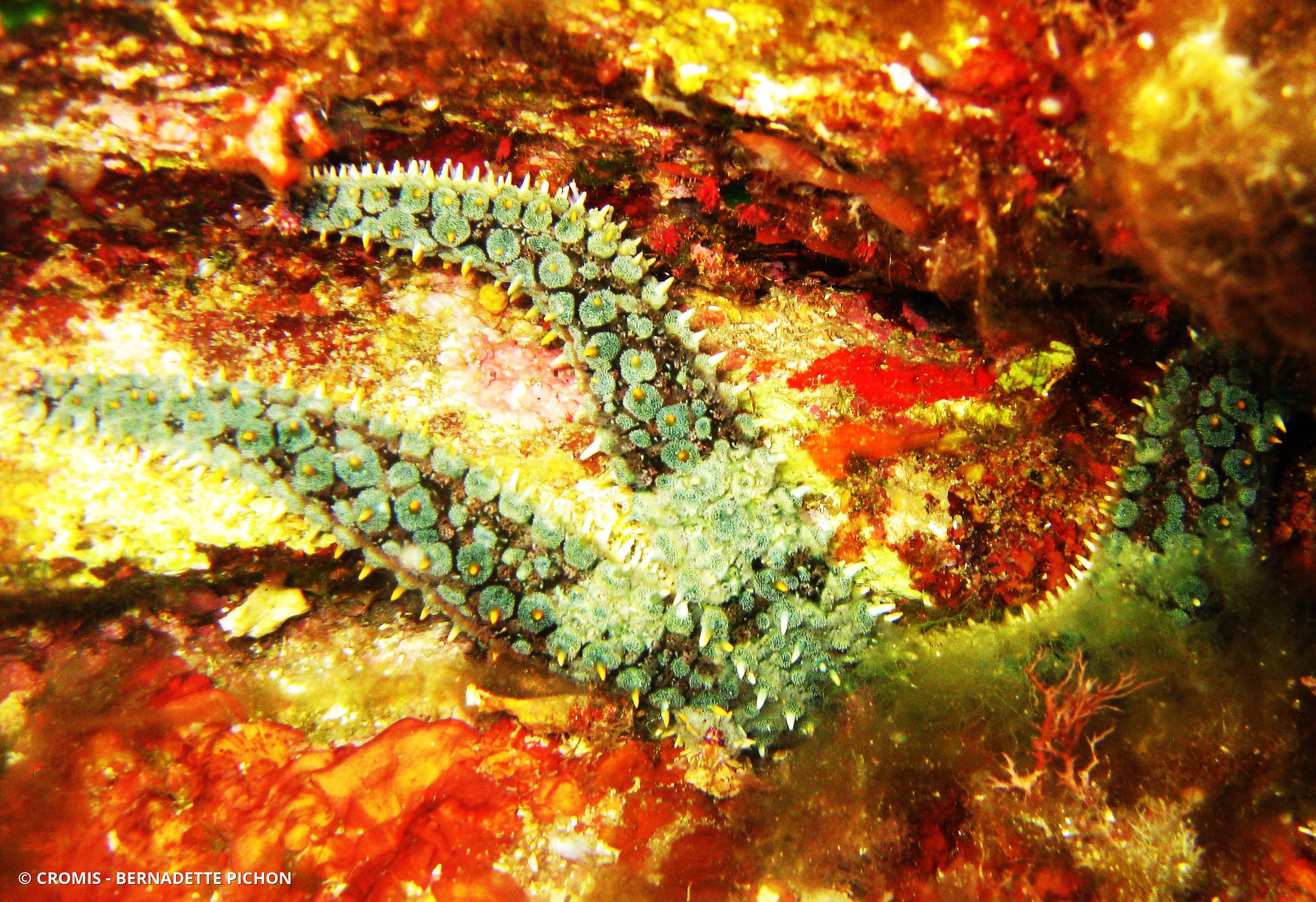 Etoile de mer glaciaire