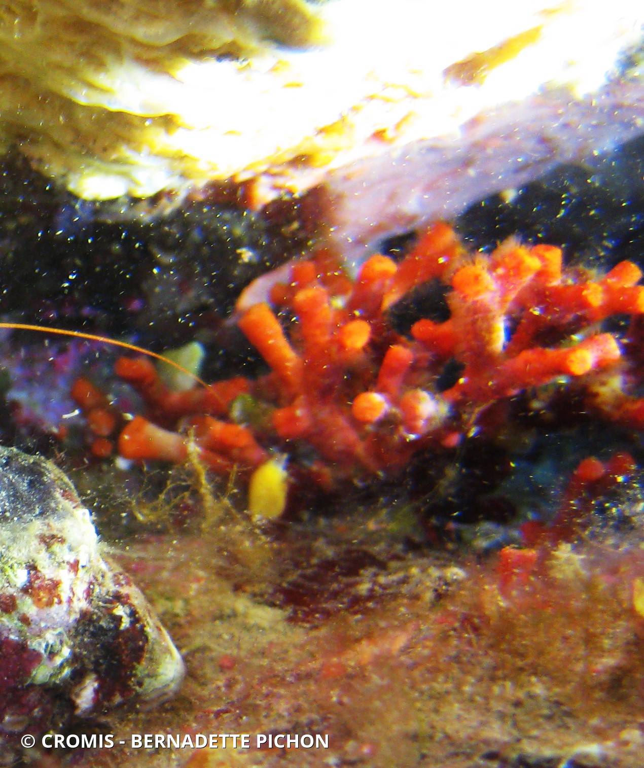 Faux corail
