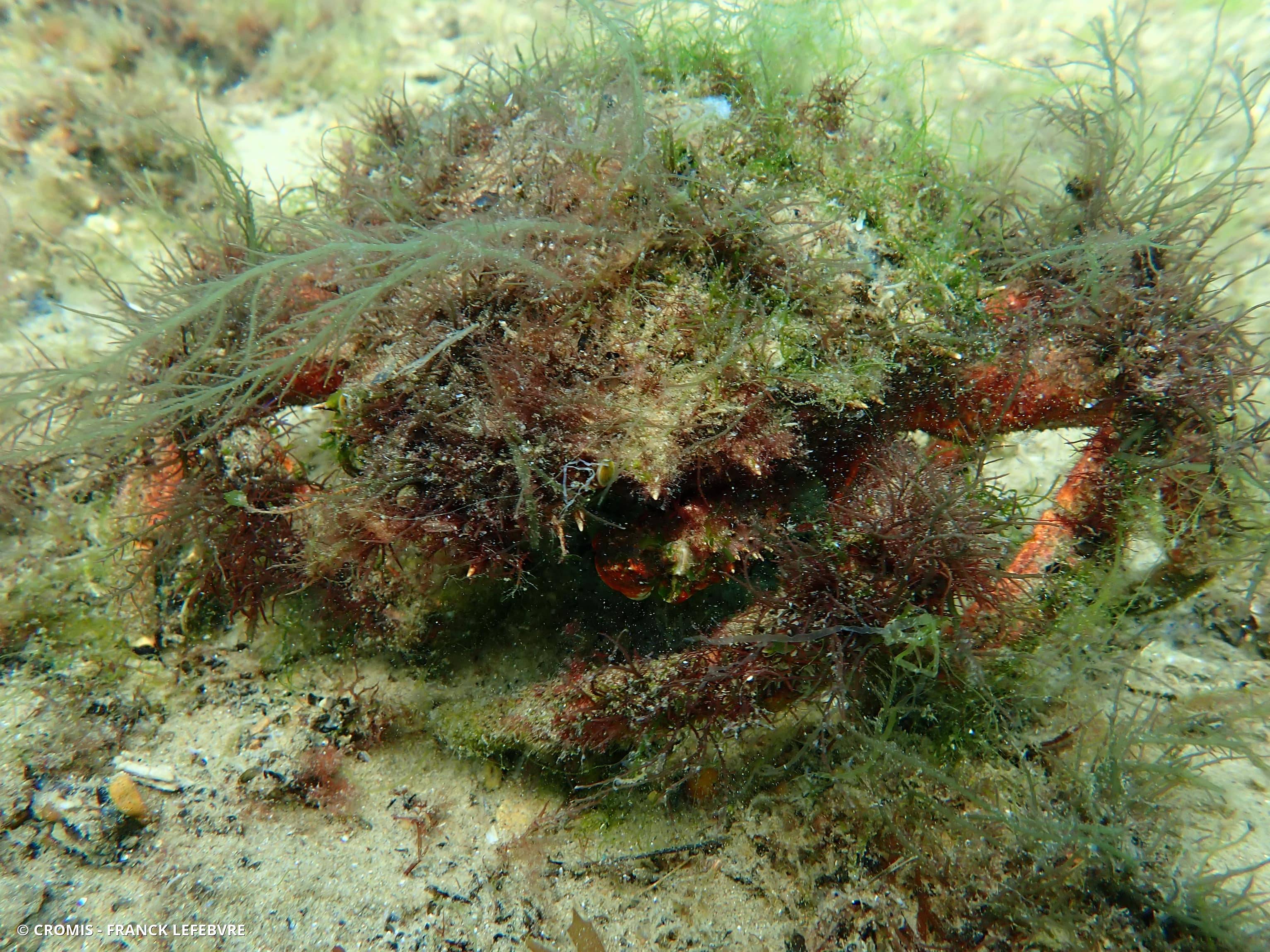 Araignée de mer Atlantique