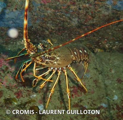 Langouste rouge