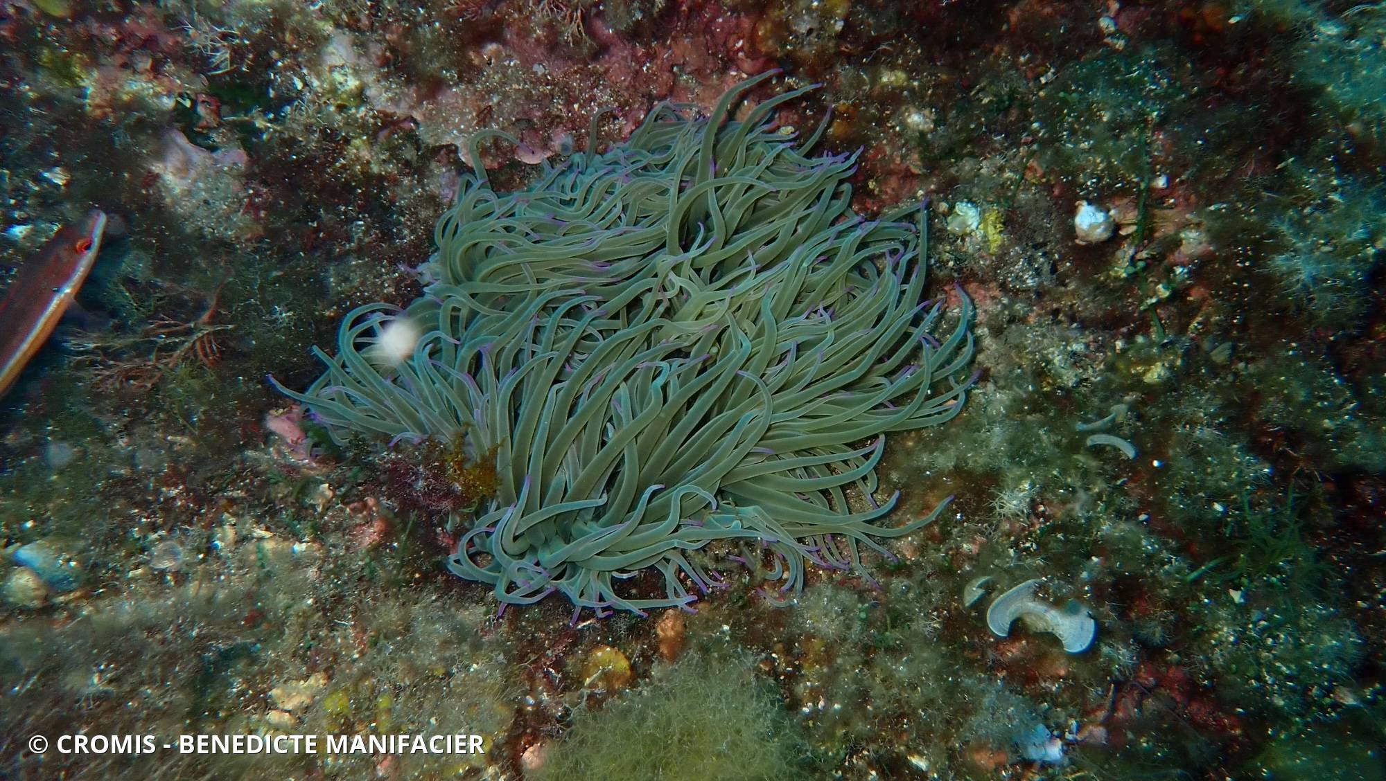 Anémone de mer verte