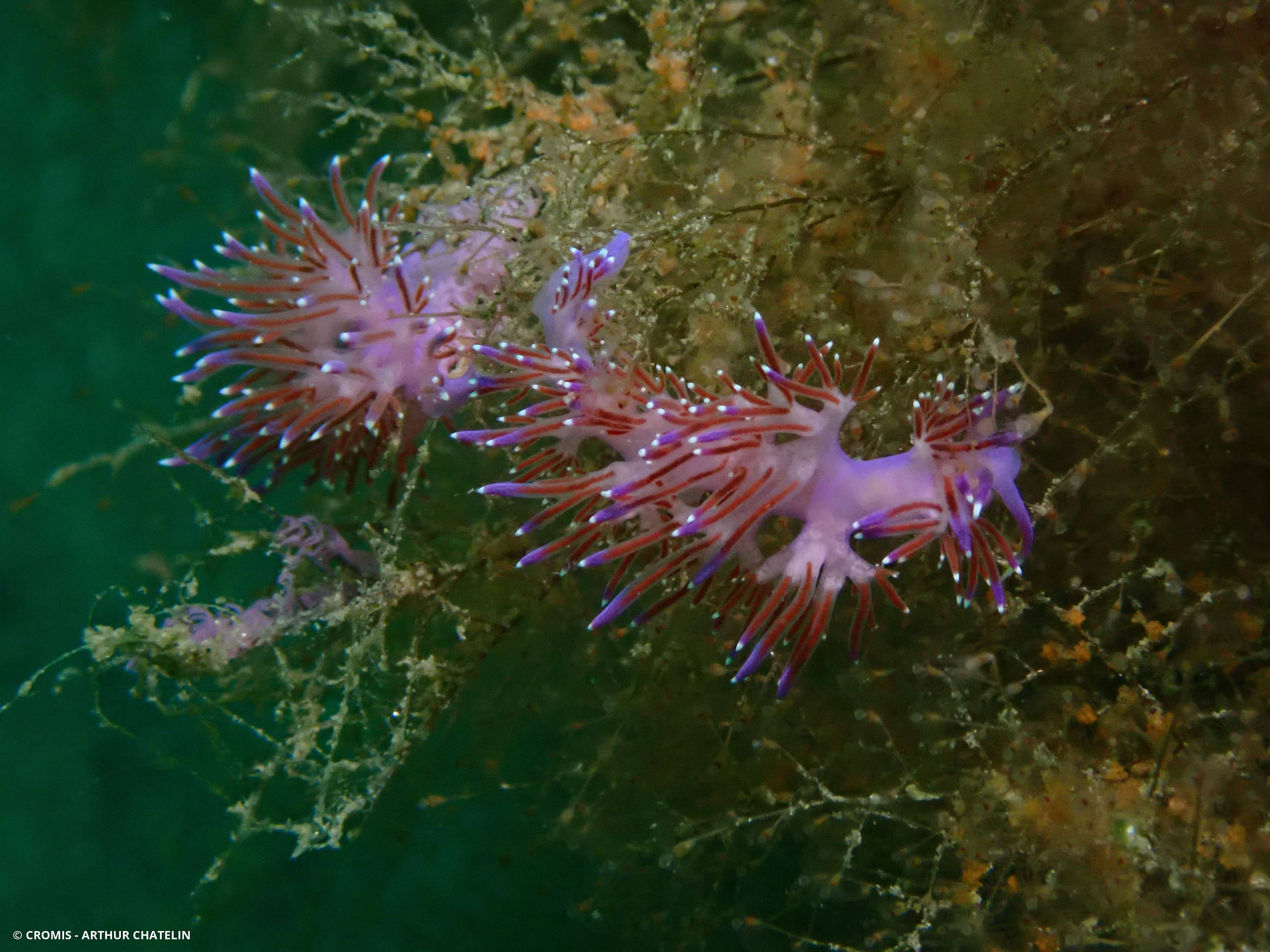 Coryphelle mauve