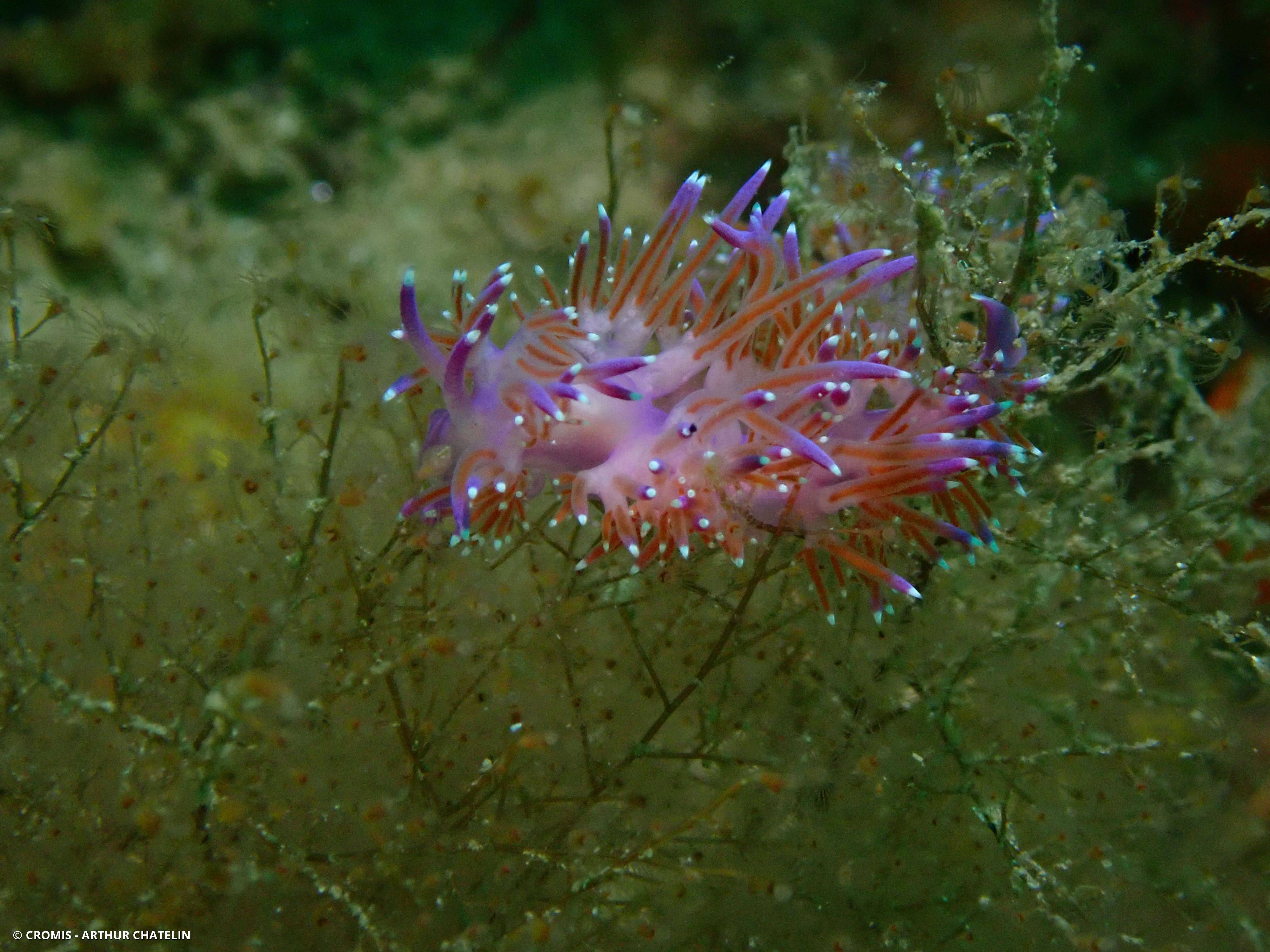 Coryphelle mauve