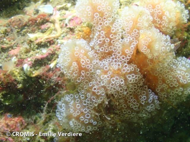 Aplidium ocellé