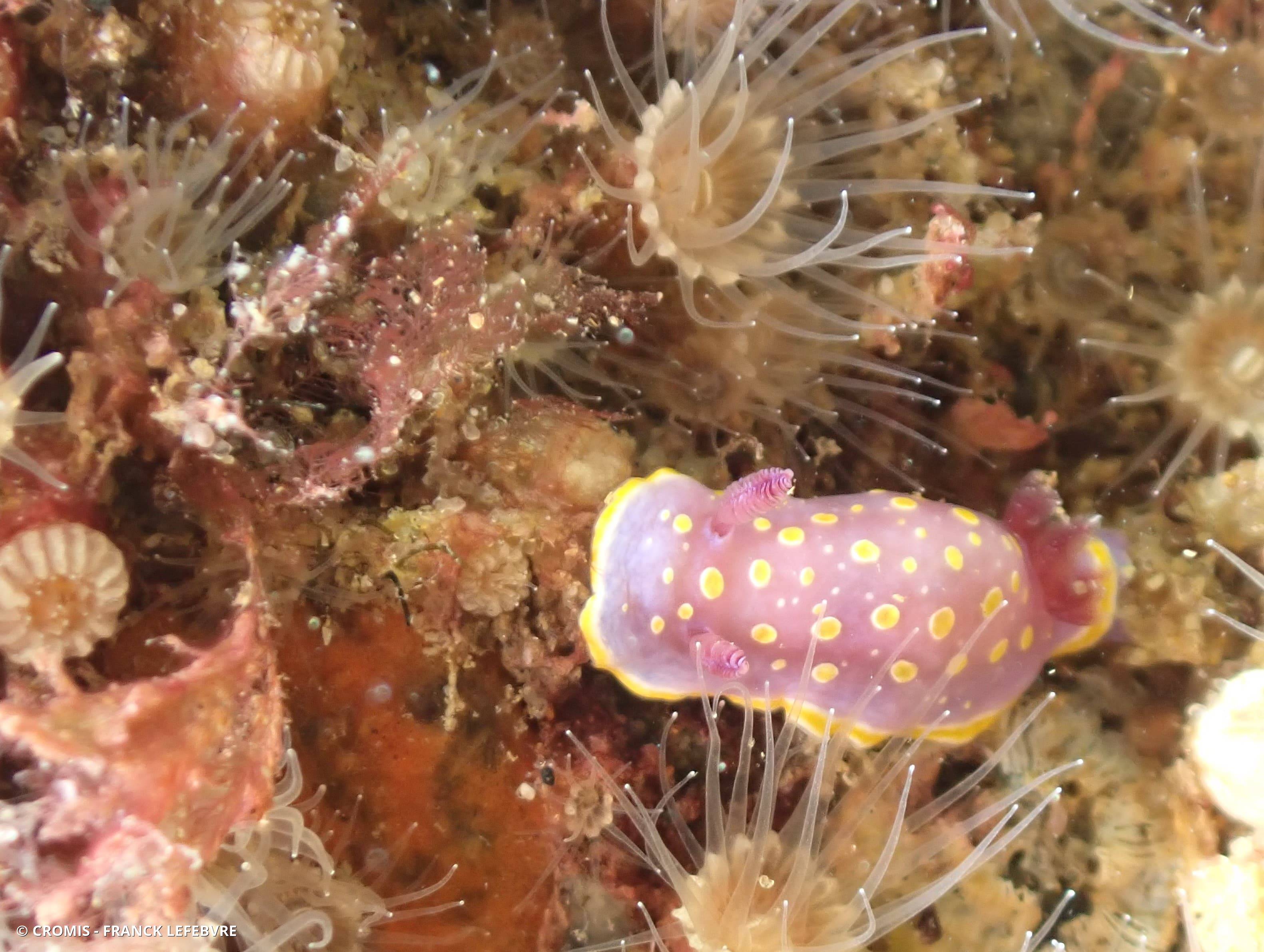Doris tachetée mauve