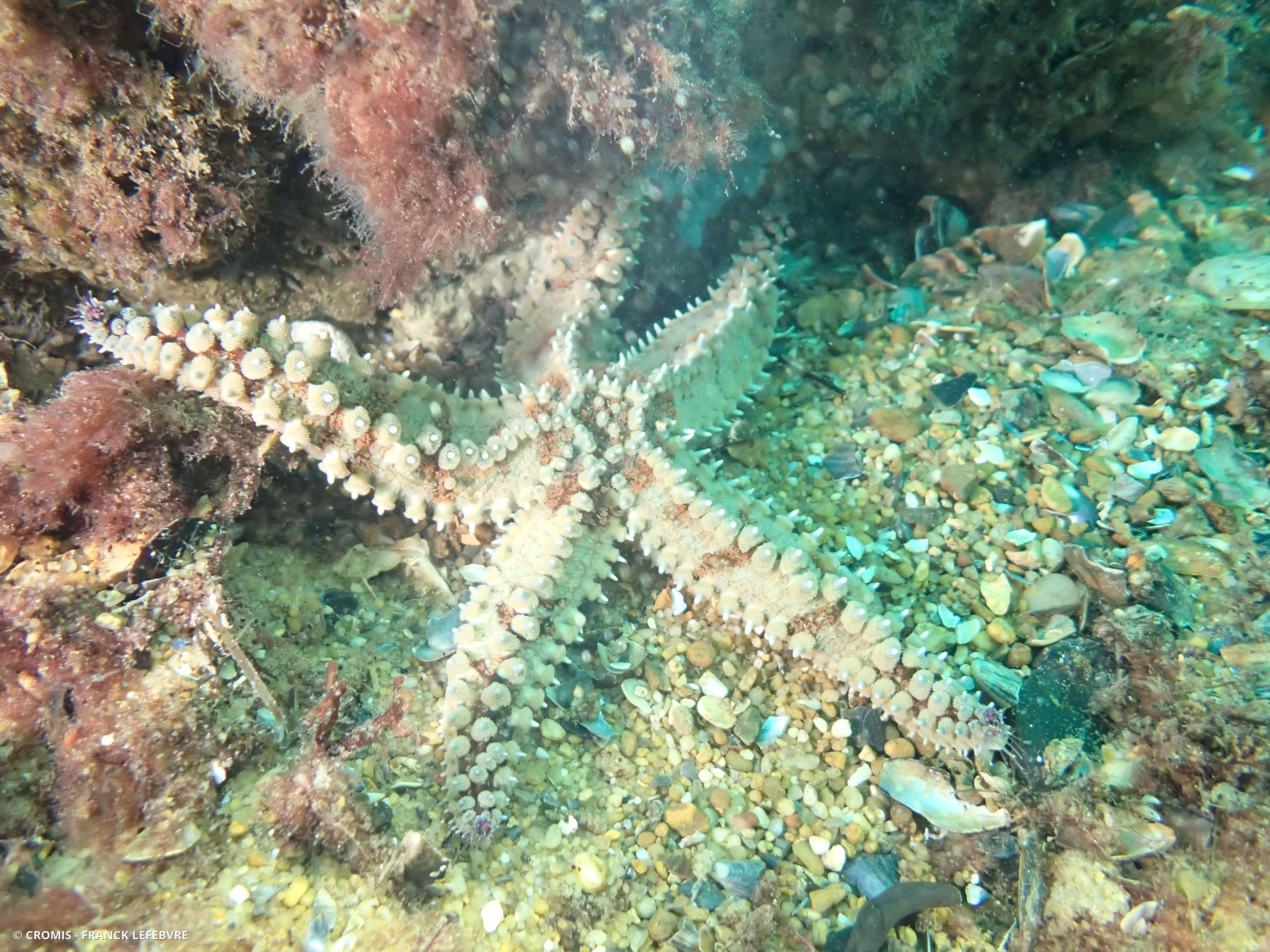 Etoile de mer glaciaire