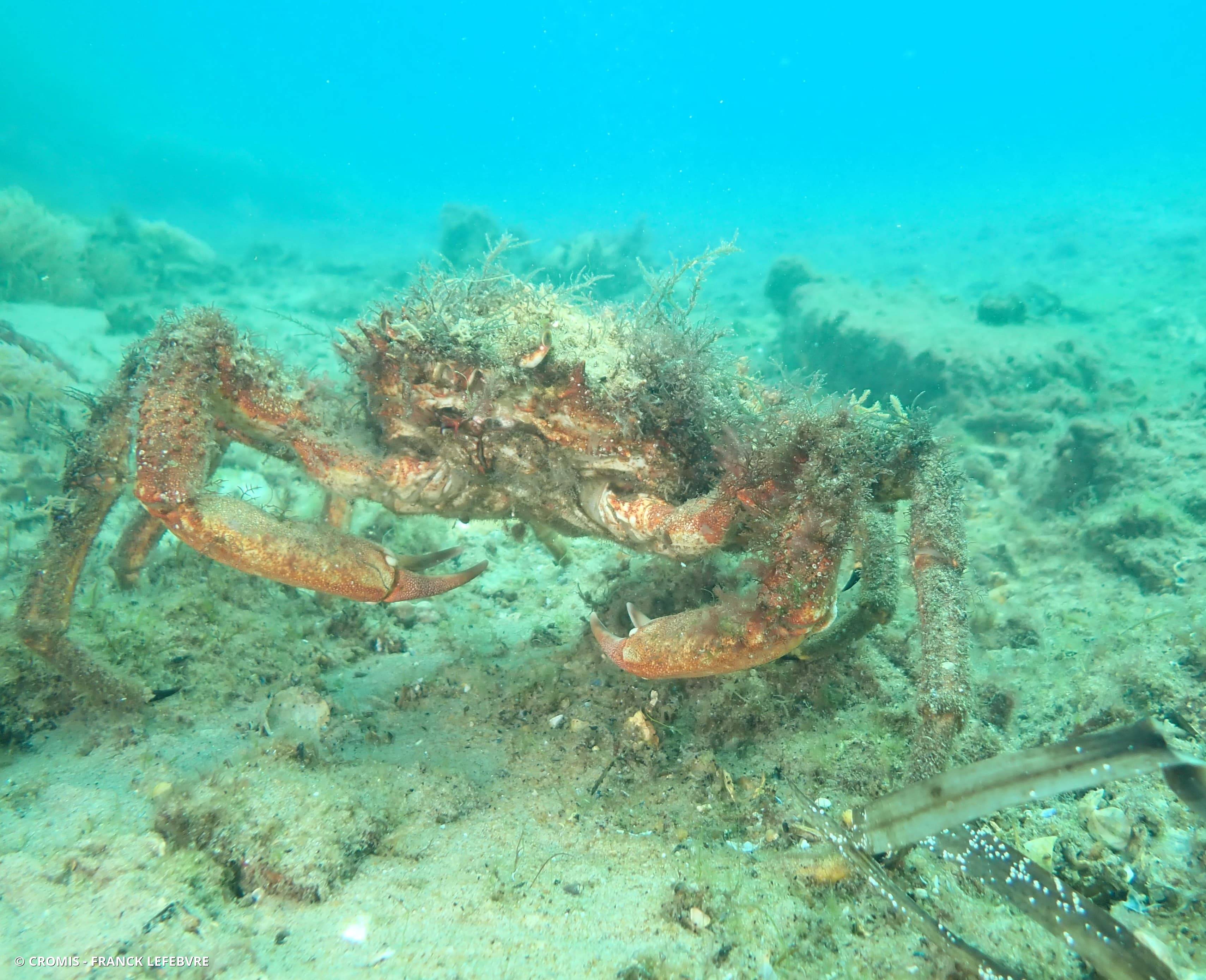 Araignée de mer Atlantique