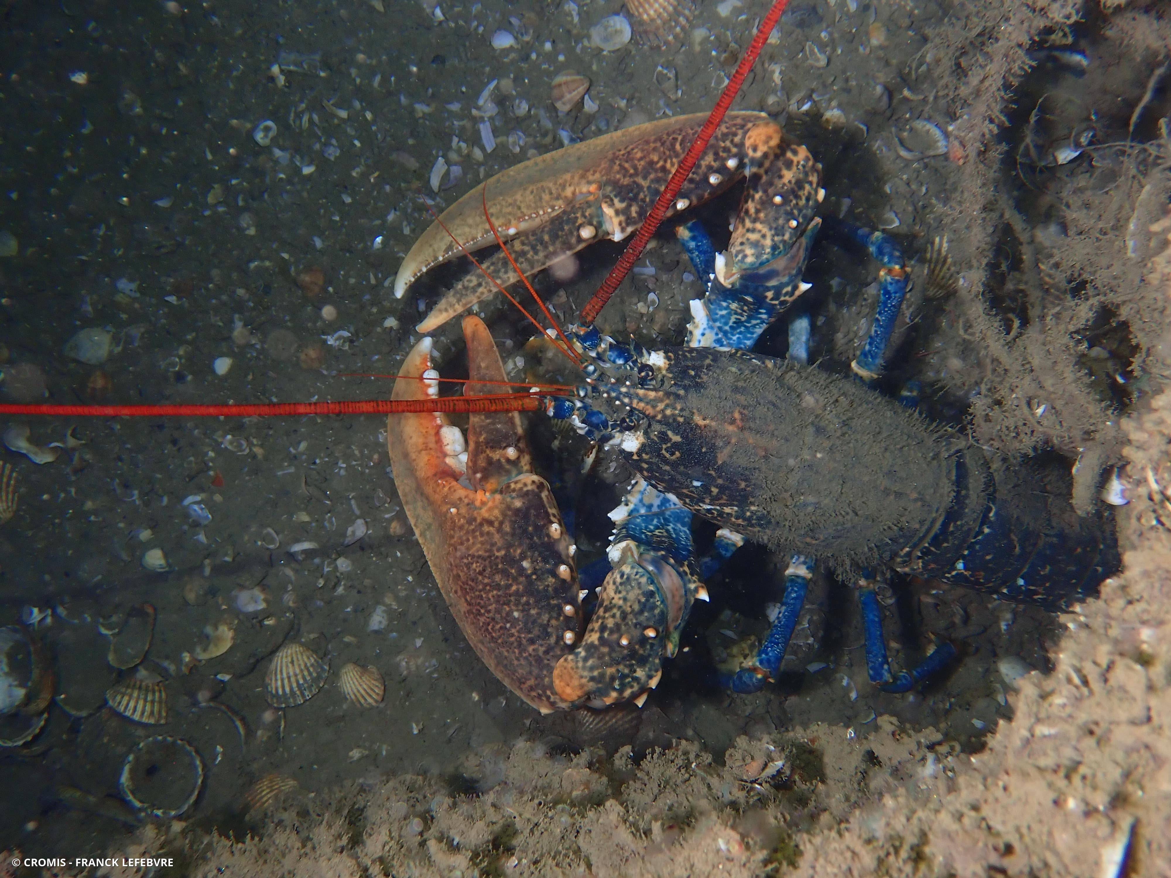 Homard européen