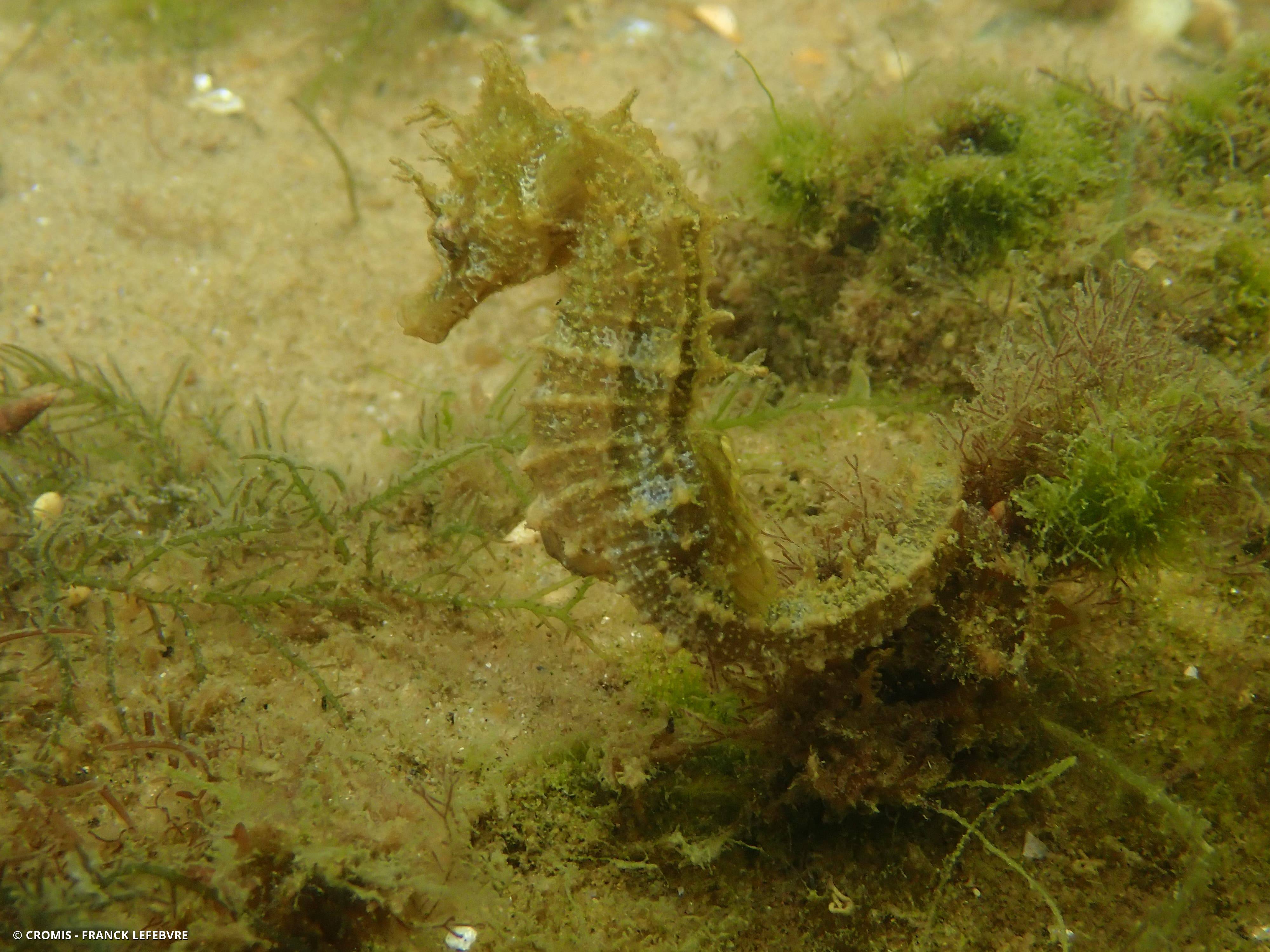Hippocampe moucheté