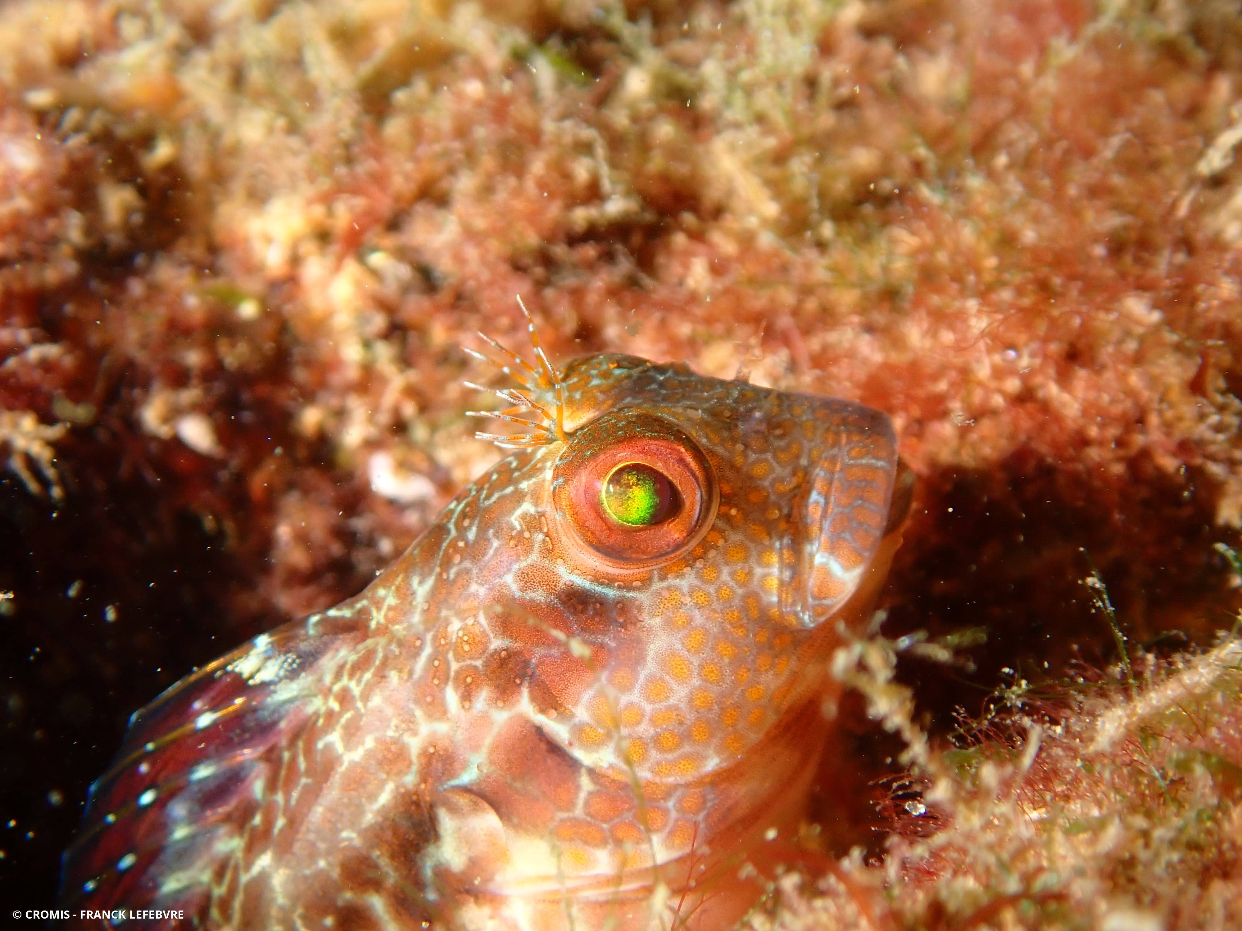Blennie pilicorne