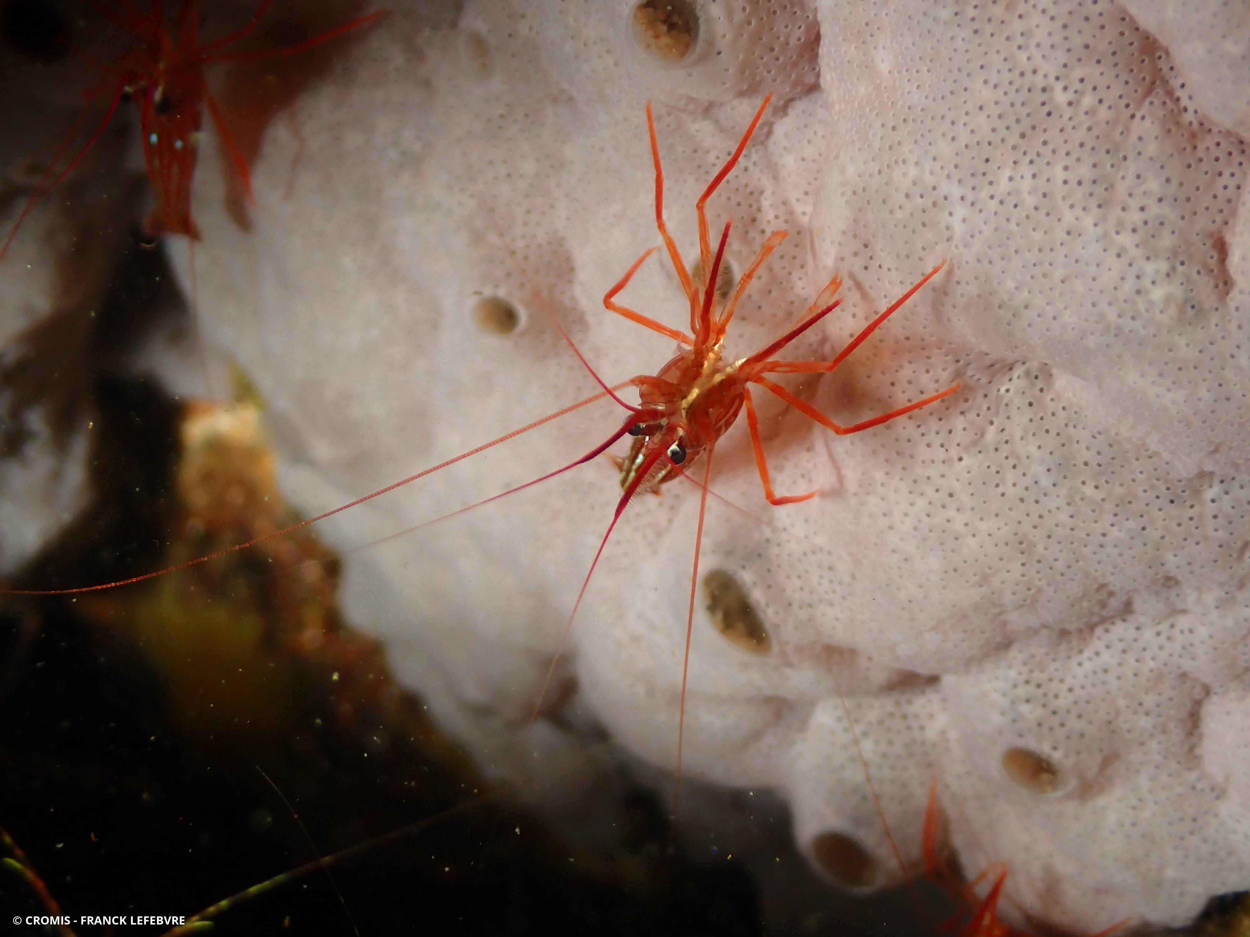 Crevette nettoyeuse rouge