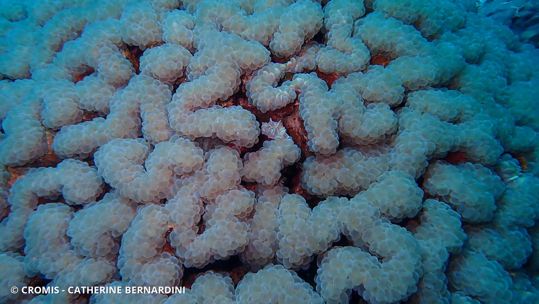 Corail à bulles sinueux