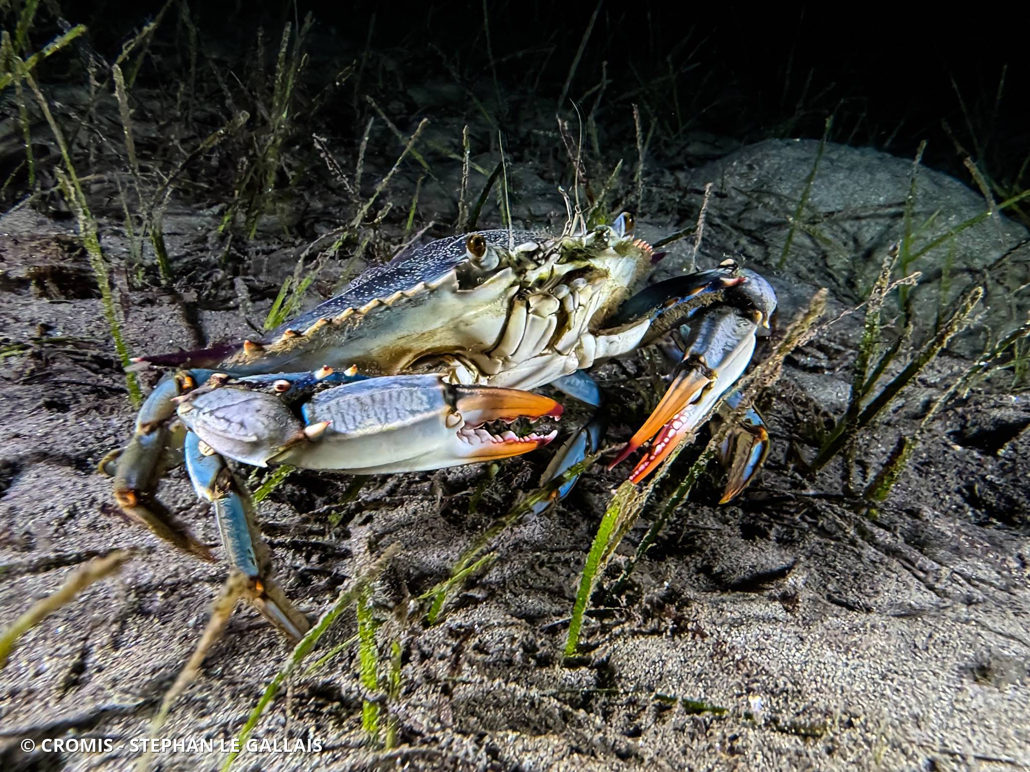 Crabe bleu américain