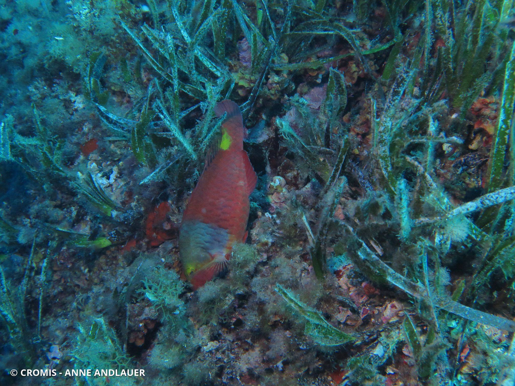 Photo 1 sur 52 : Poisson-perroquet méditerranéen