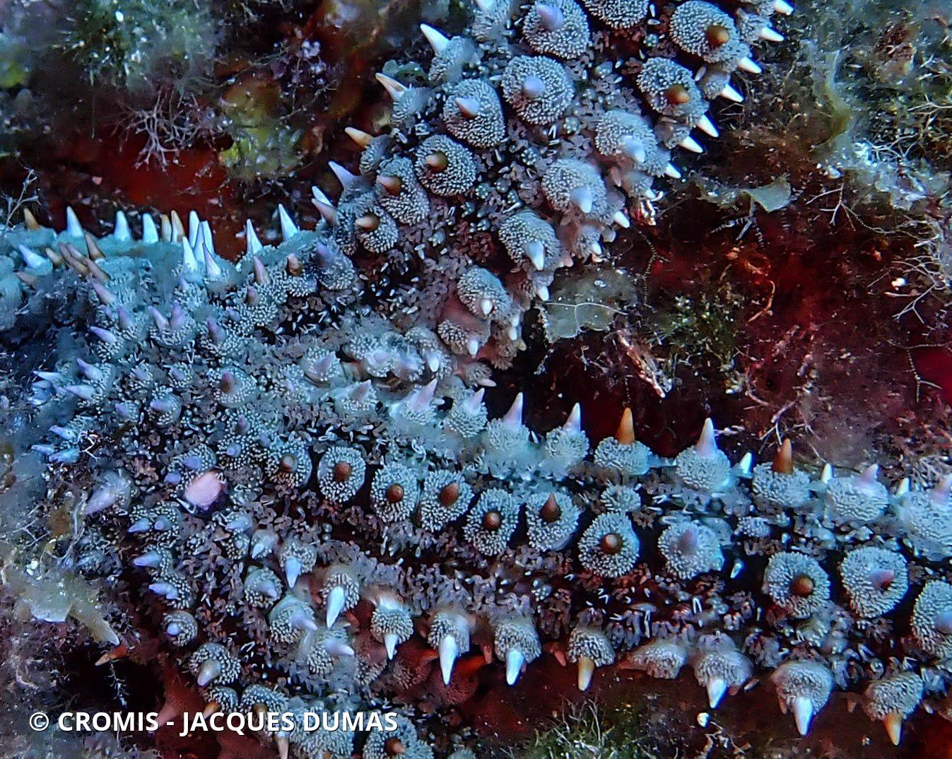 Photo 1 sur 133 : Etoile de mer glaciaire