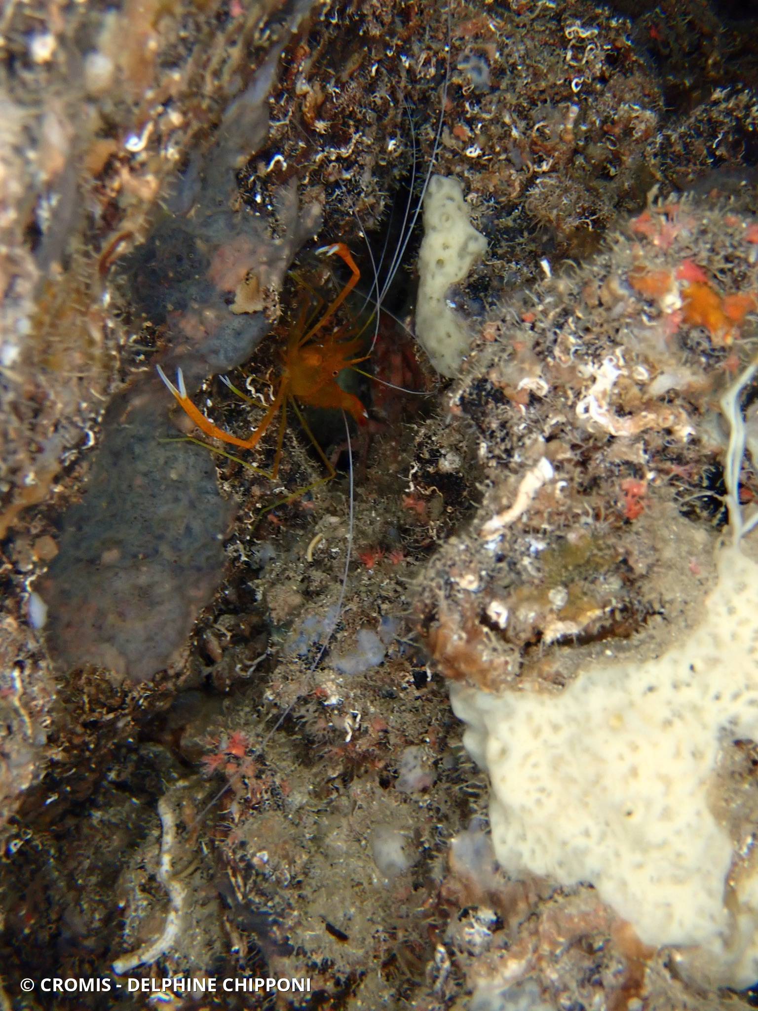 Crevette cavernicole jaune