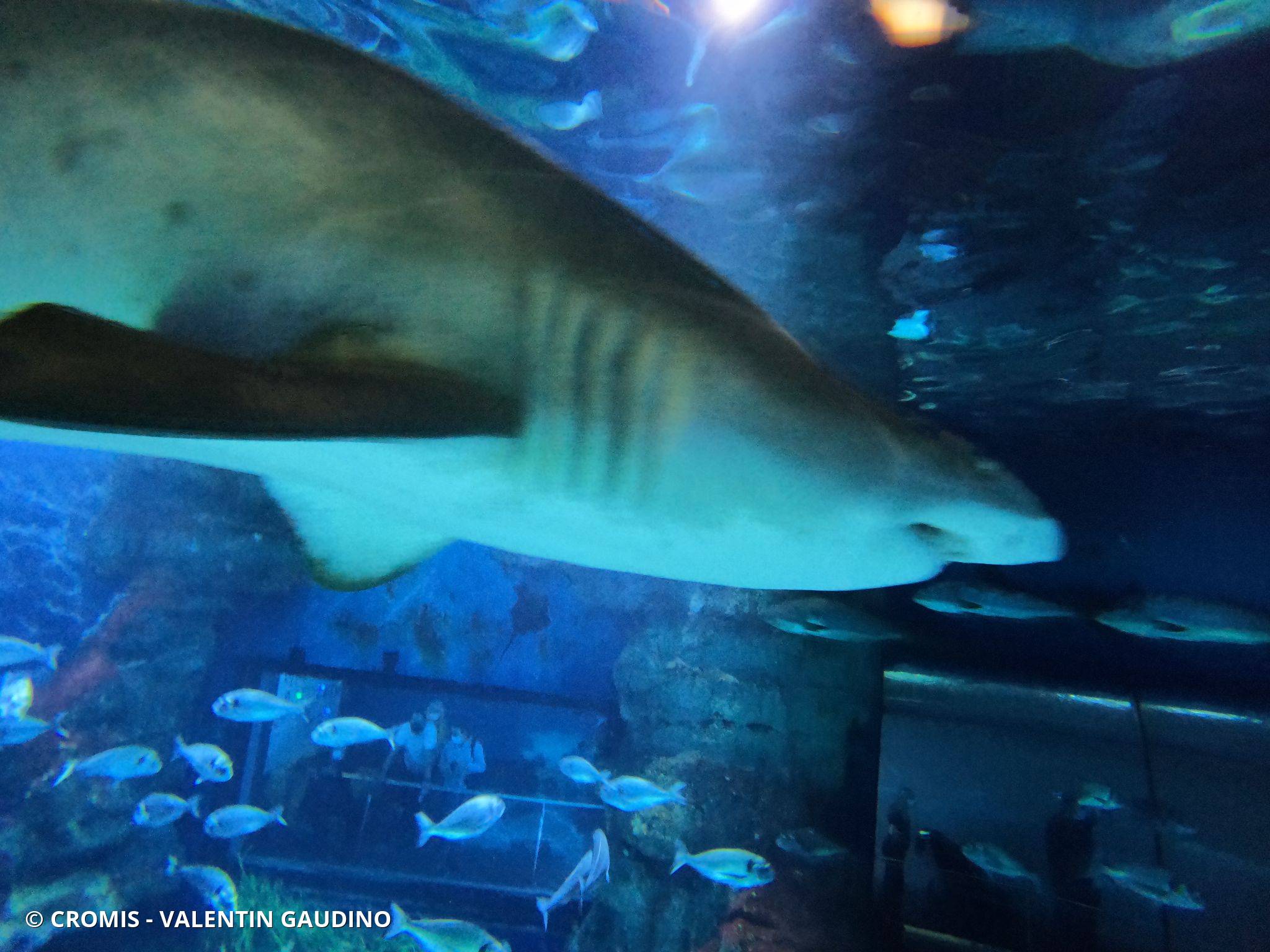 Requin taureau