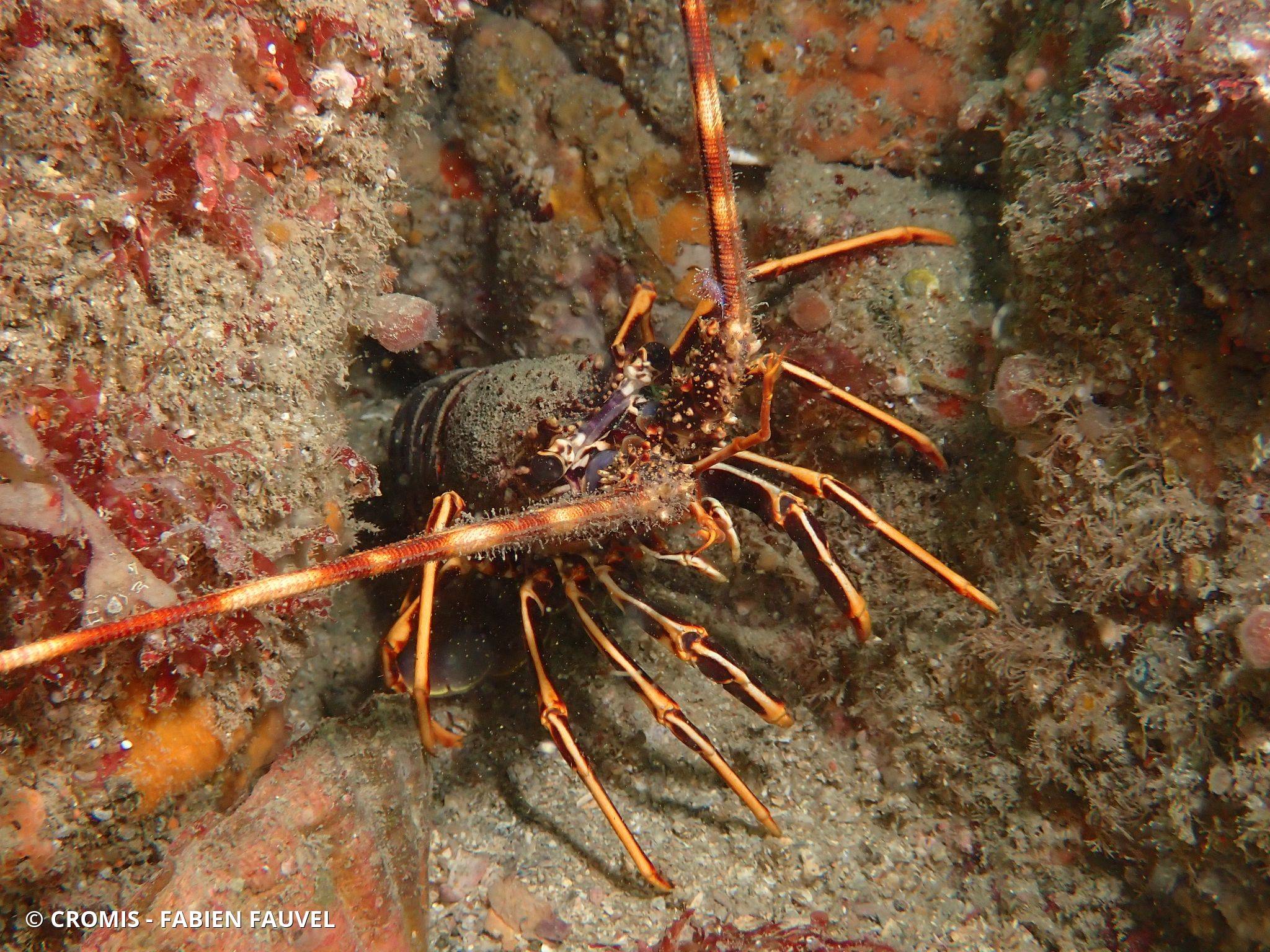Langouste rouge