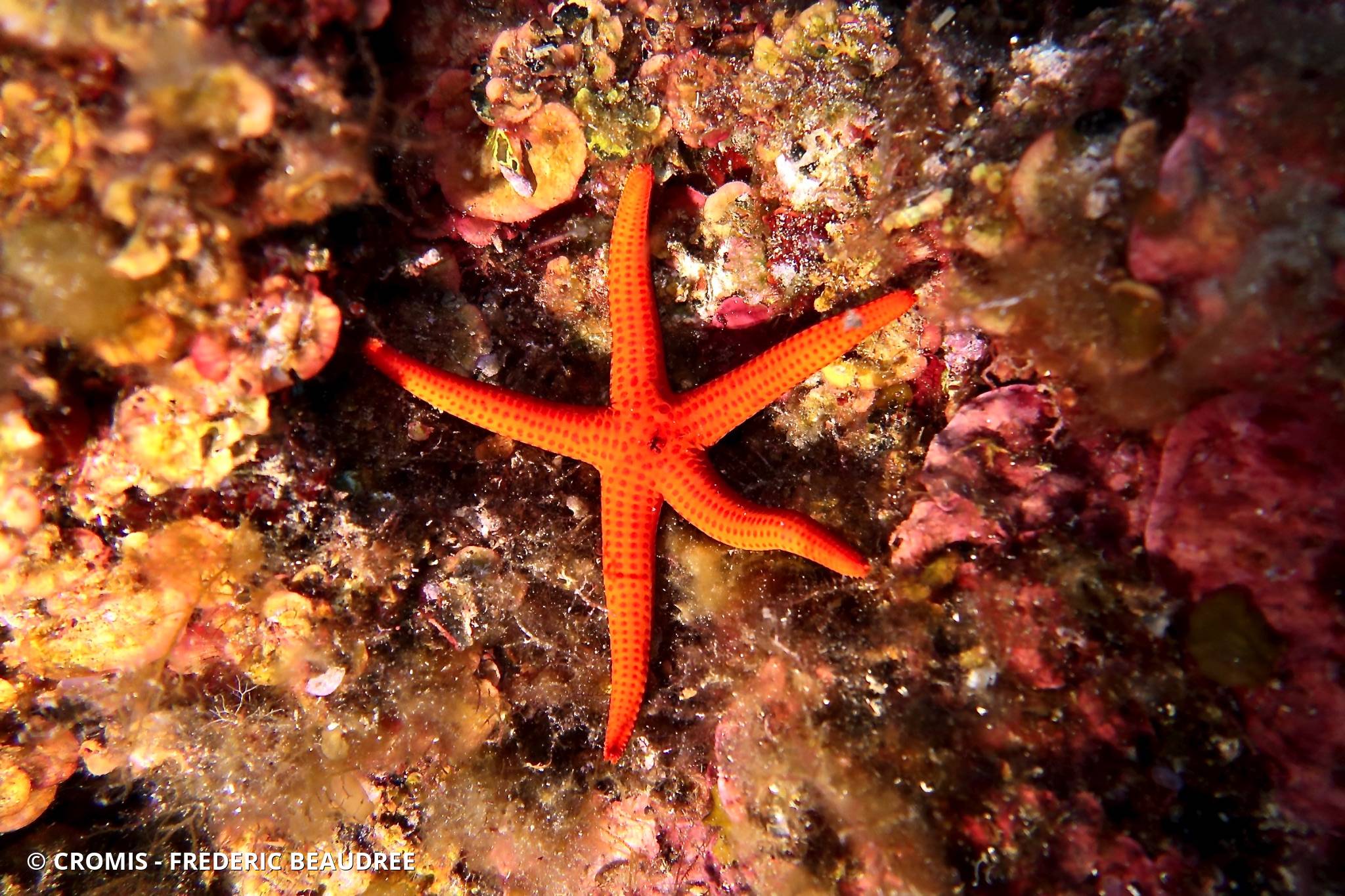Photo 6 sur 144 : Etoile de mer lisse
