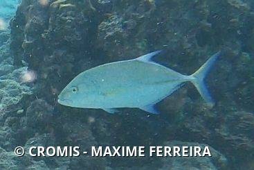Carangue bleue