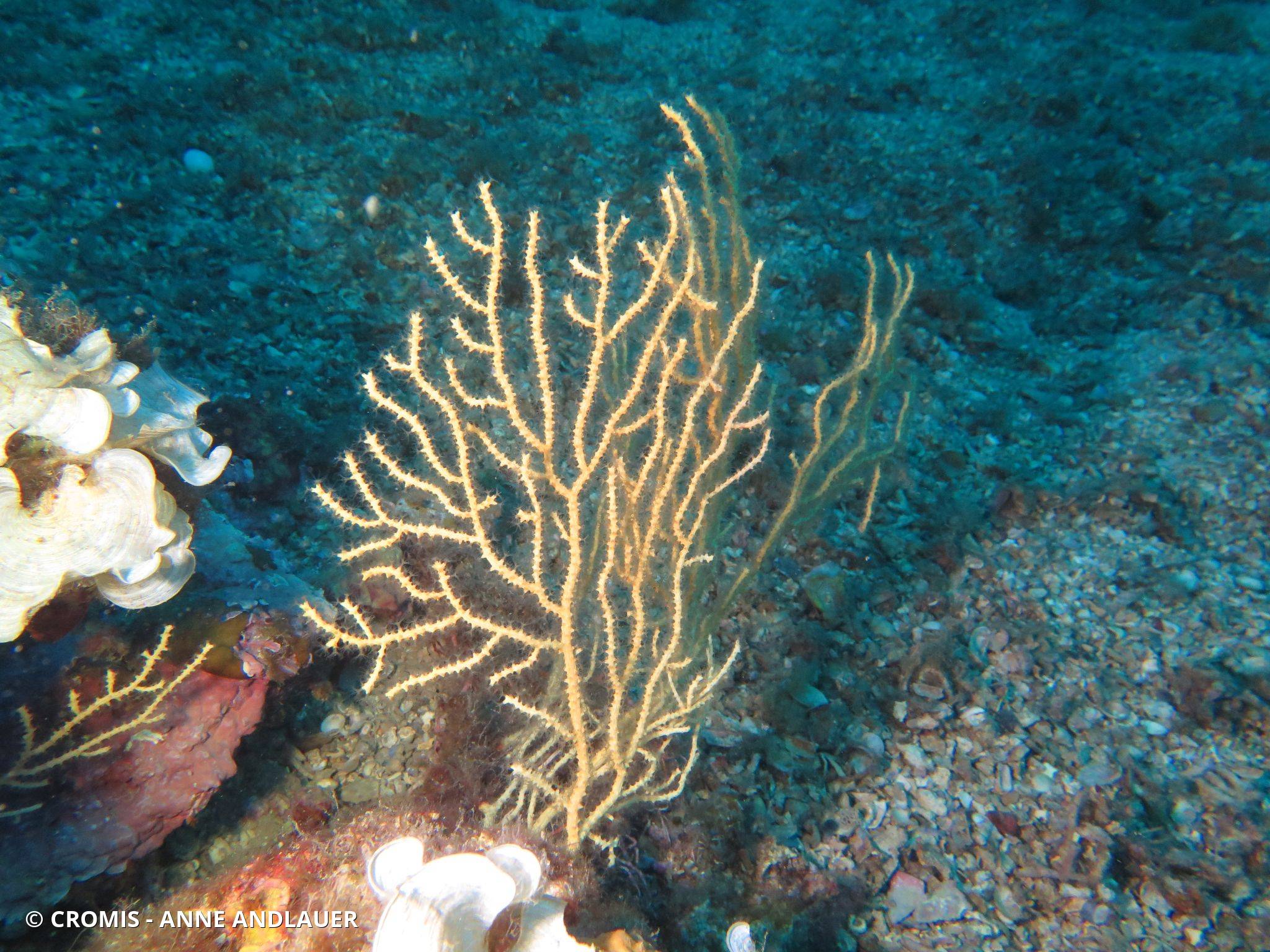 Photo 1 sur 133 : Gorgone jaune