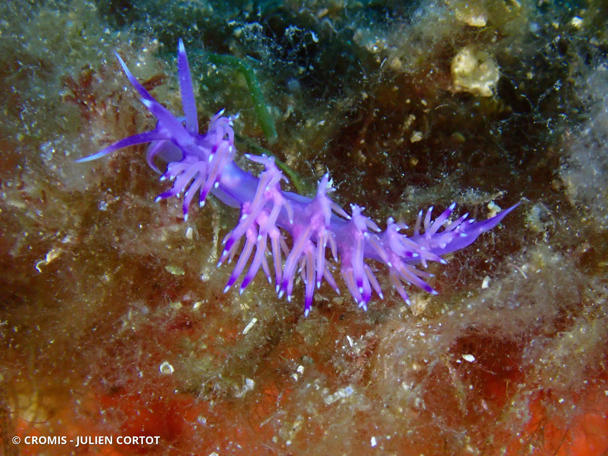 Photo 7 sur 211 : Flabelline mauve