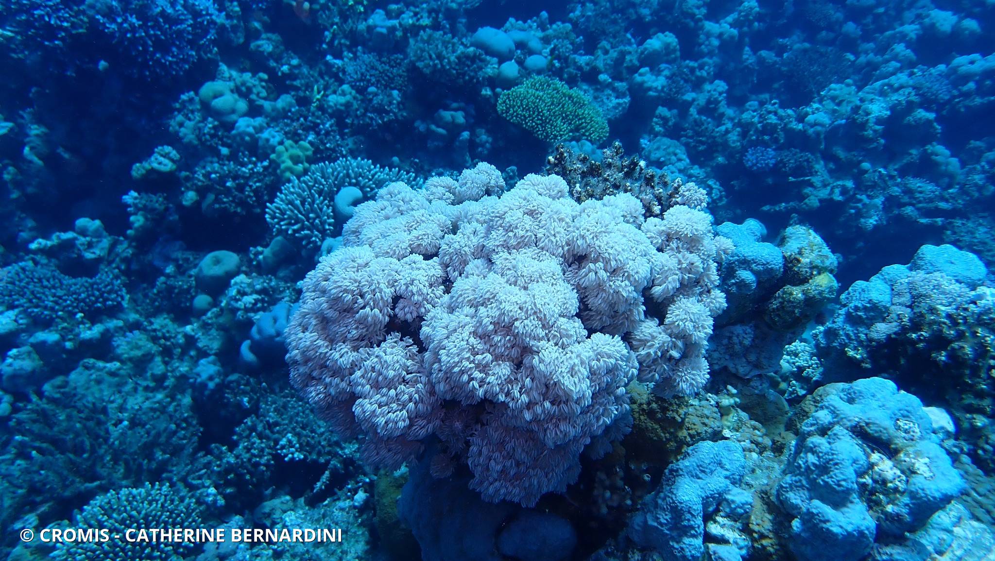 Corail plume d'autruche