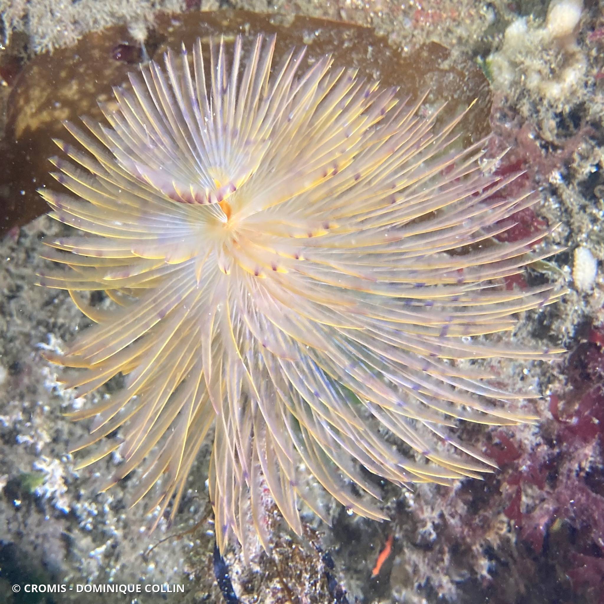 Spirographe