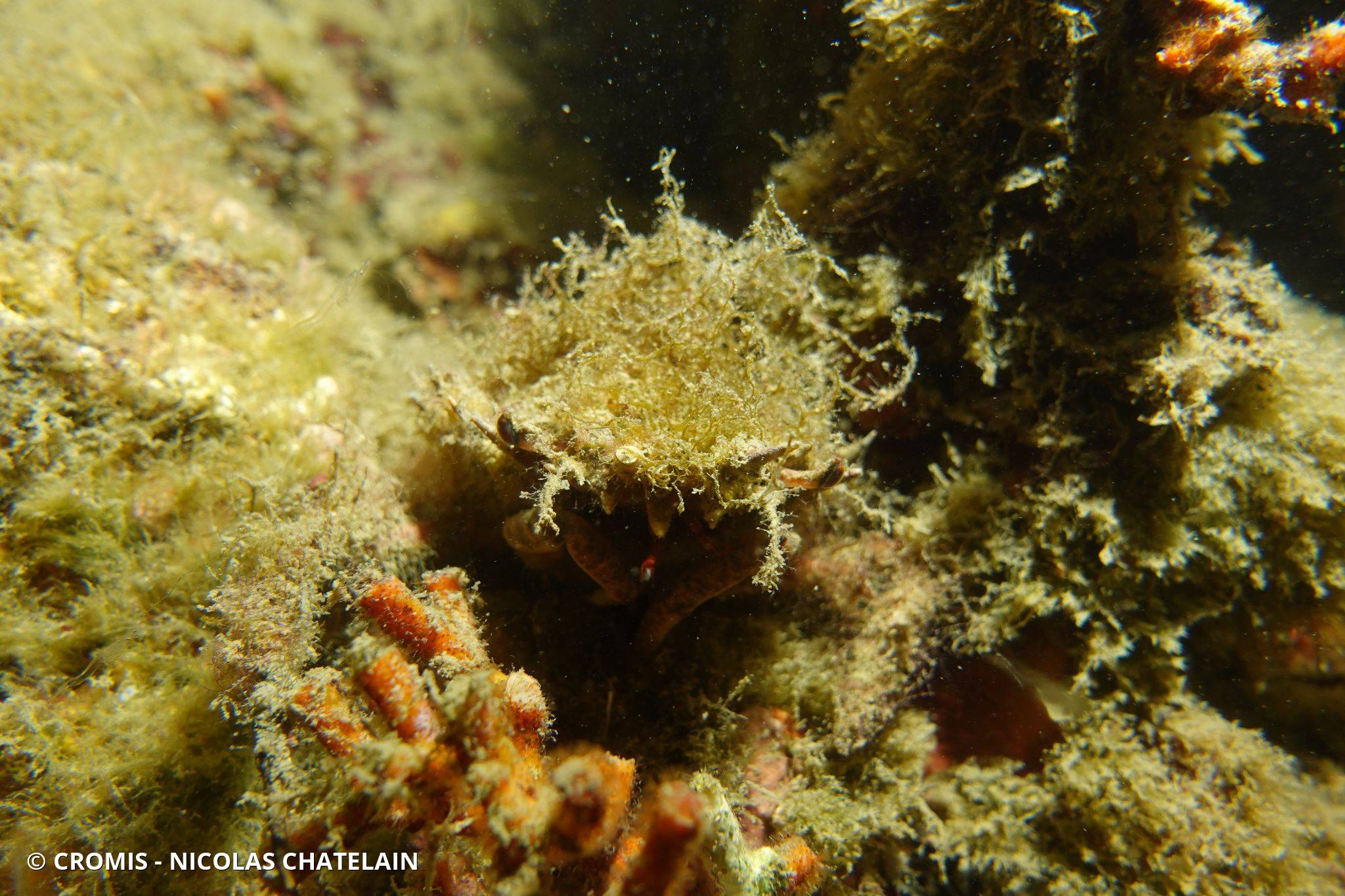 Petite araignée de mer