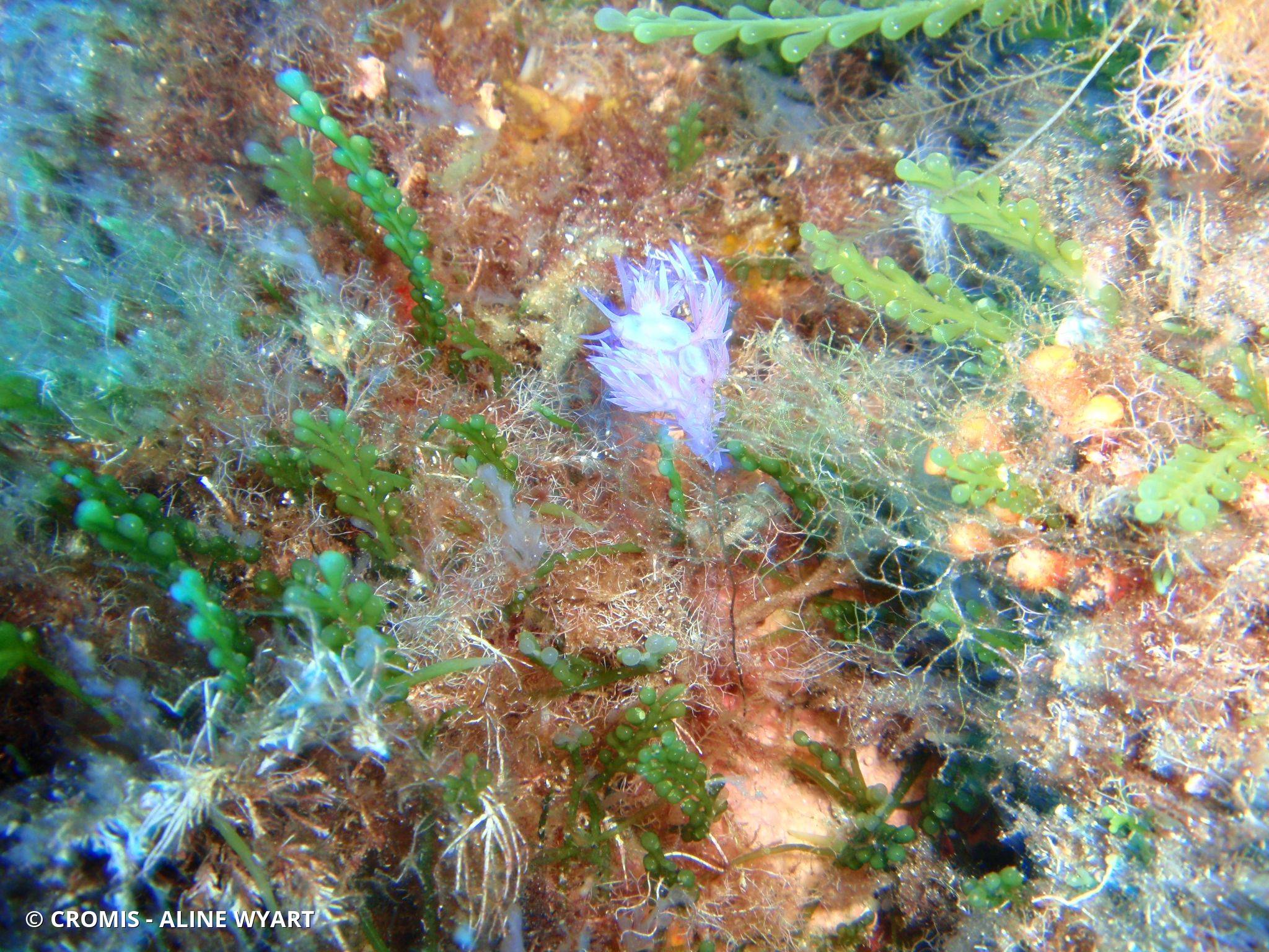 Flabelline mauve