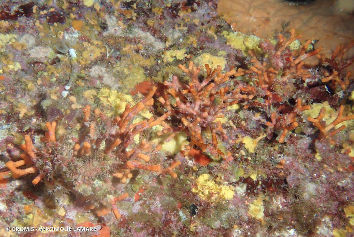 Faux corail