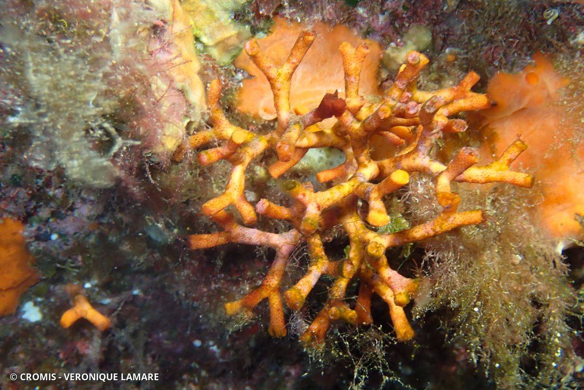 Faux corail