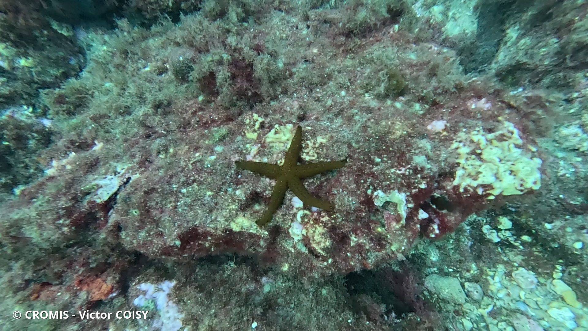 Etoile de mer rouge