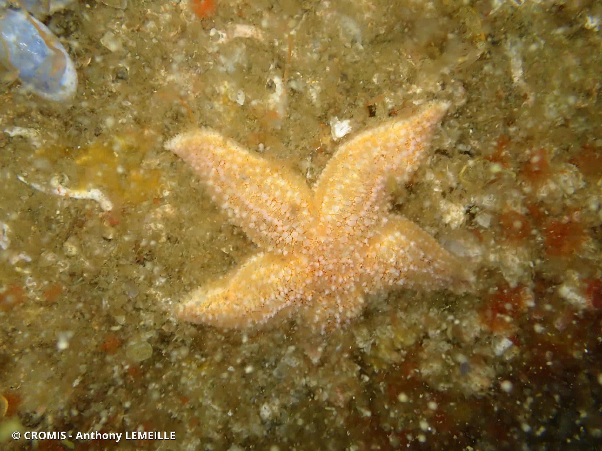 Étoile de mer commune
