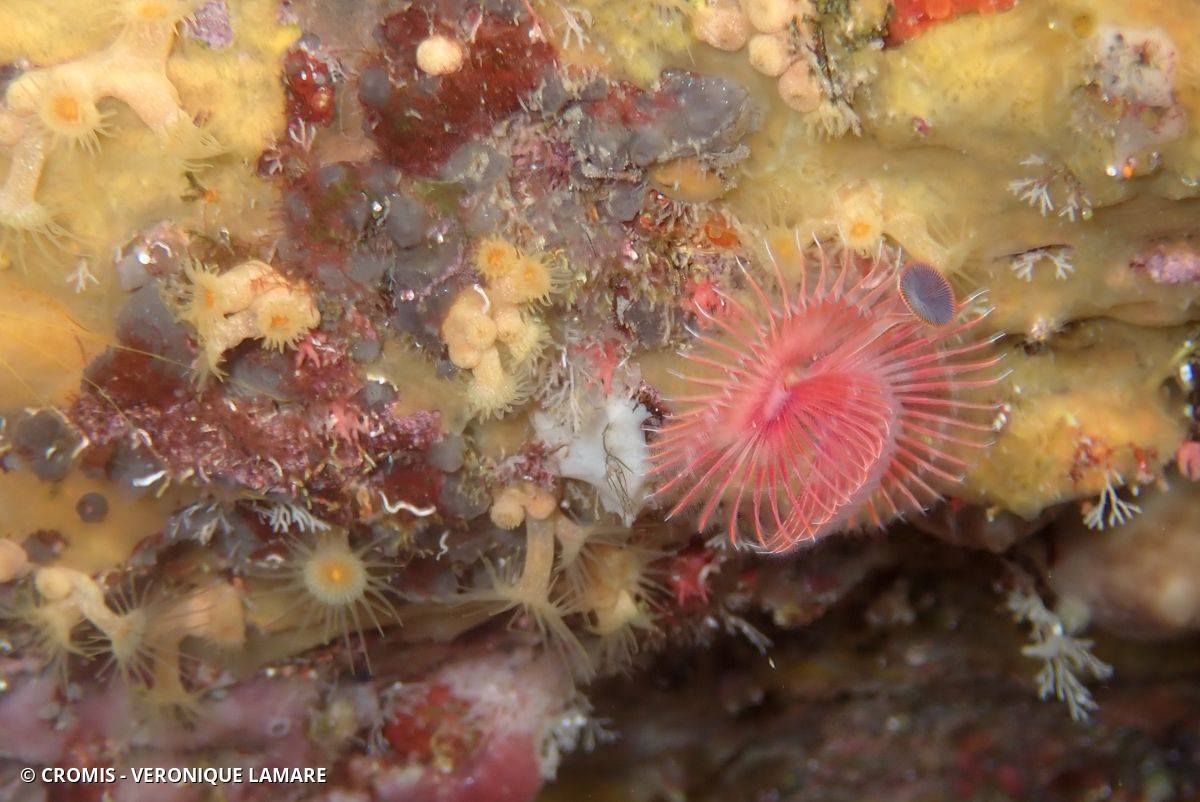 Serpule
