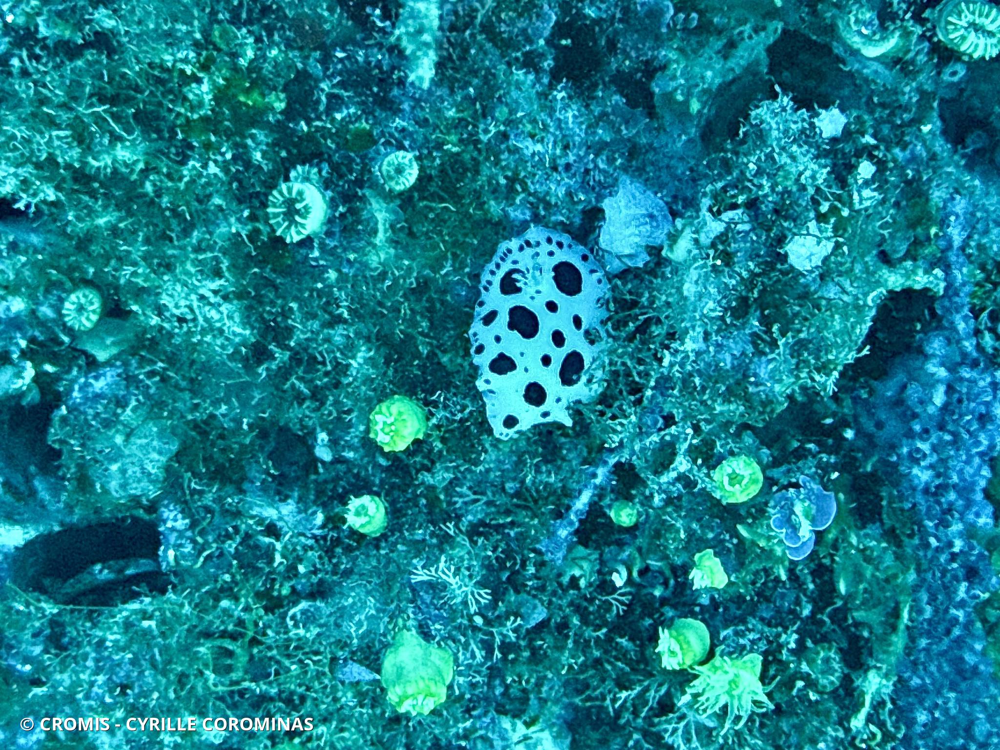 Doris dalmatienne