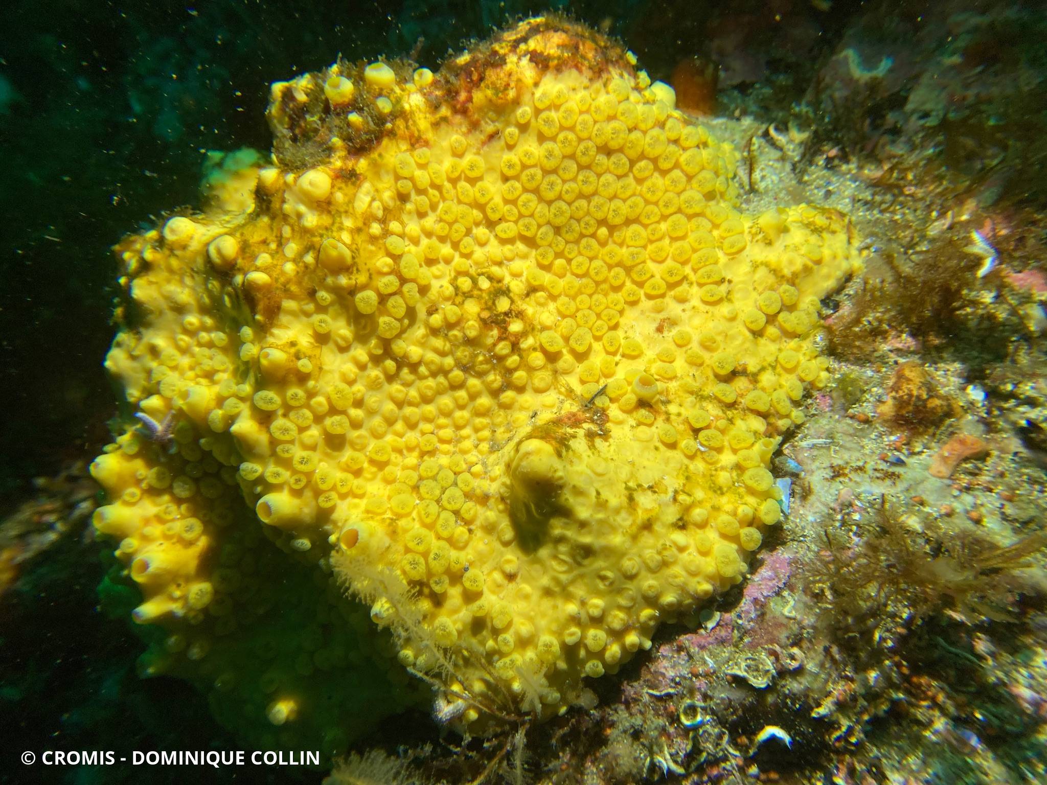 Clione jaune