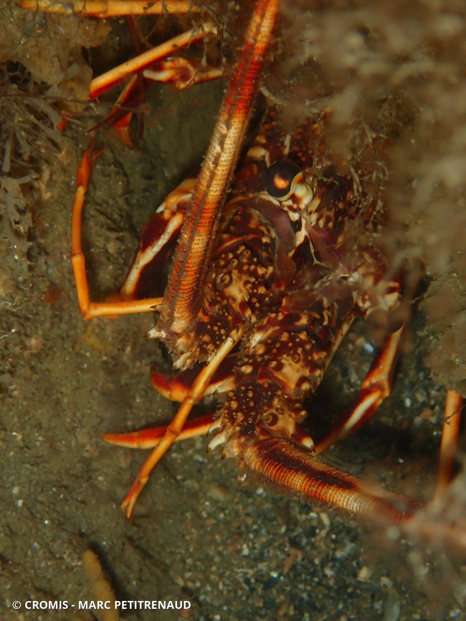 Langouste rouge