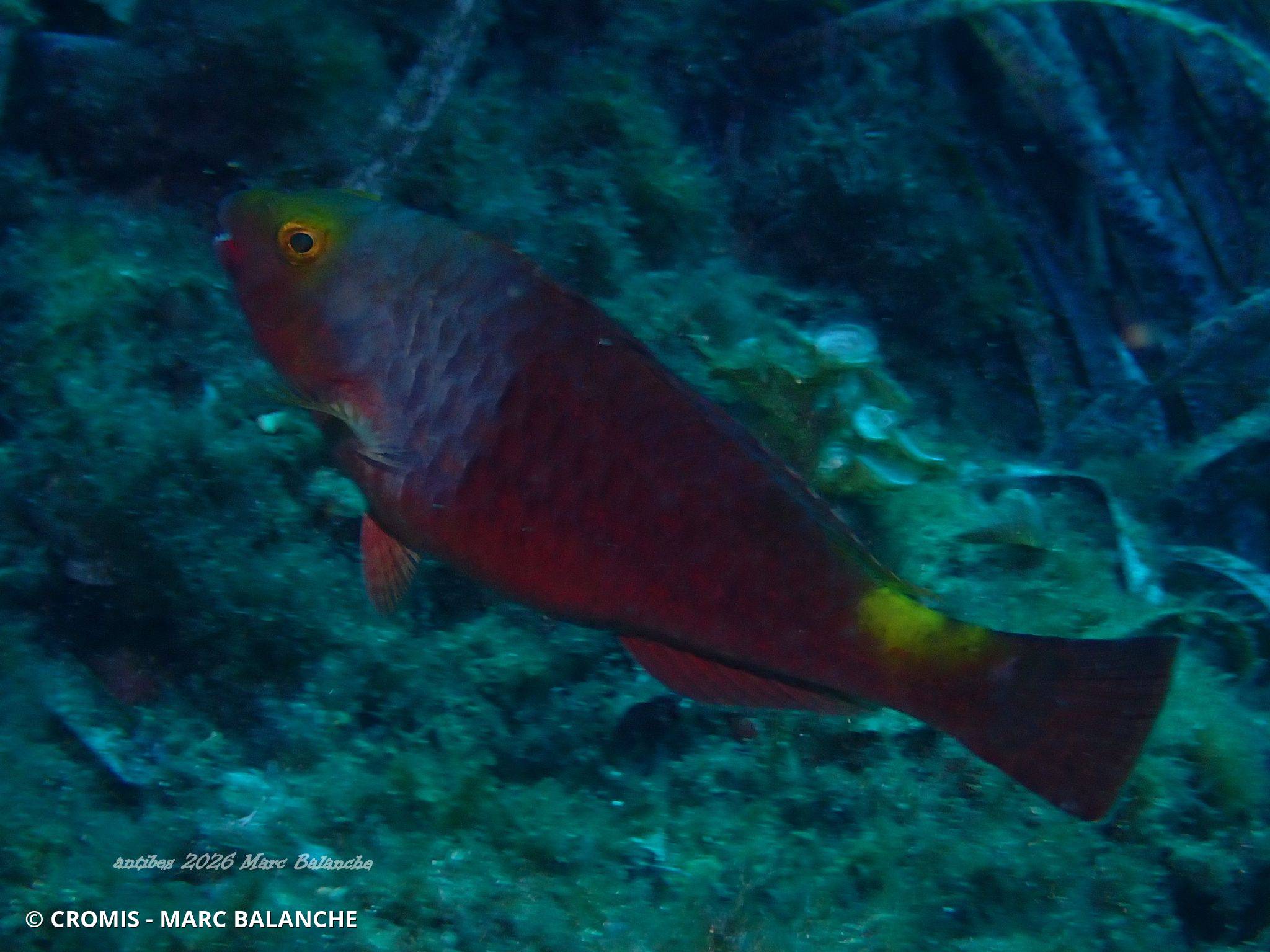 Poisson-perroquet méditerranéen
