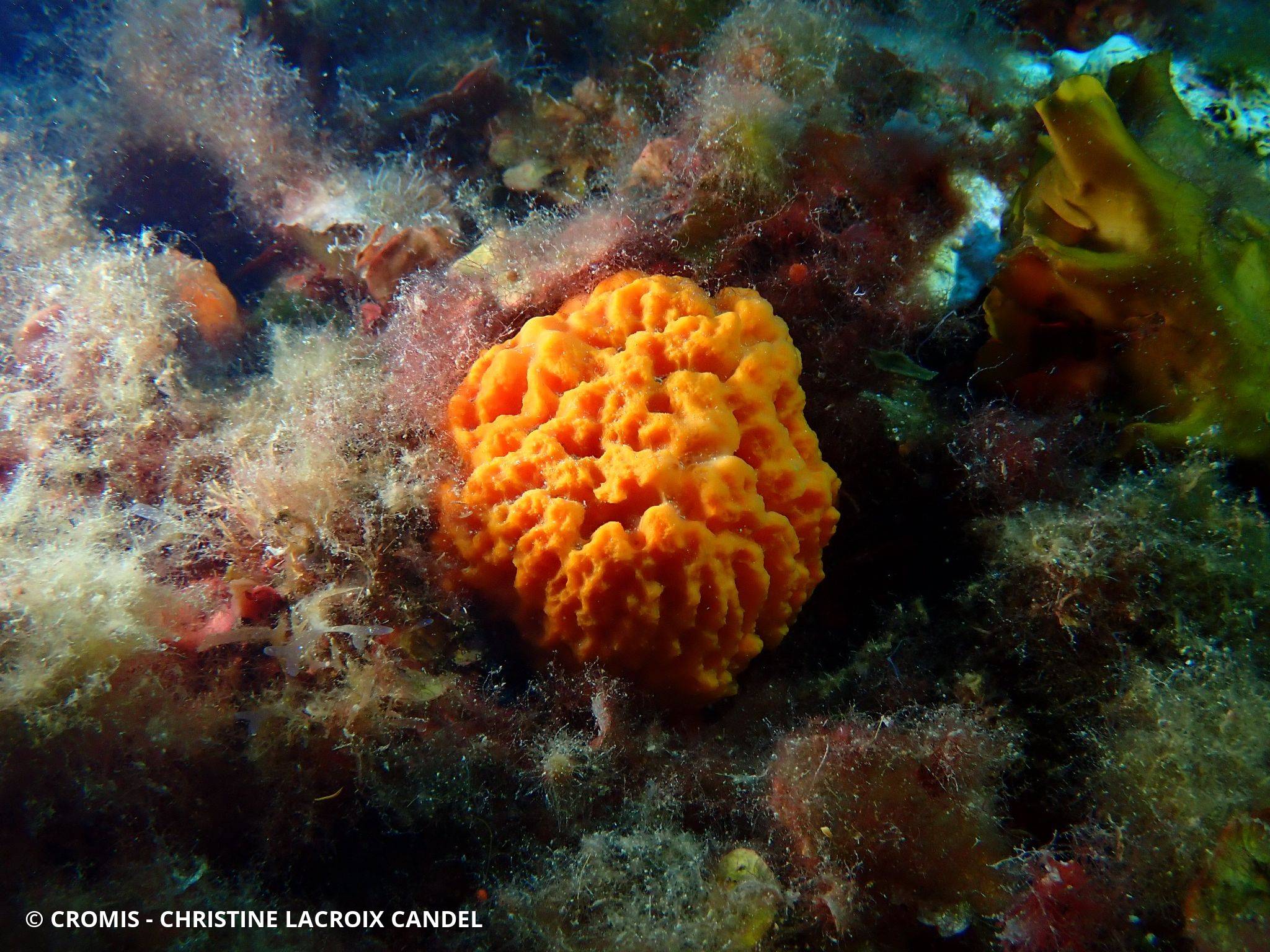 Eponge épineuse orange