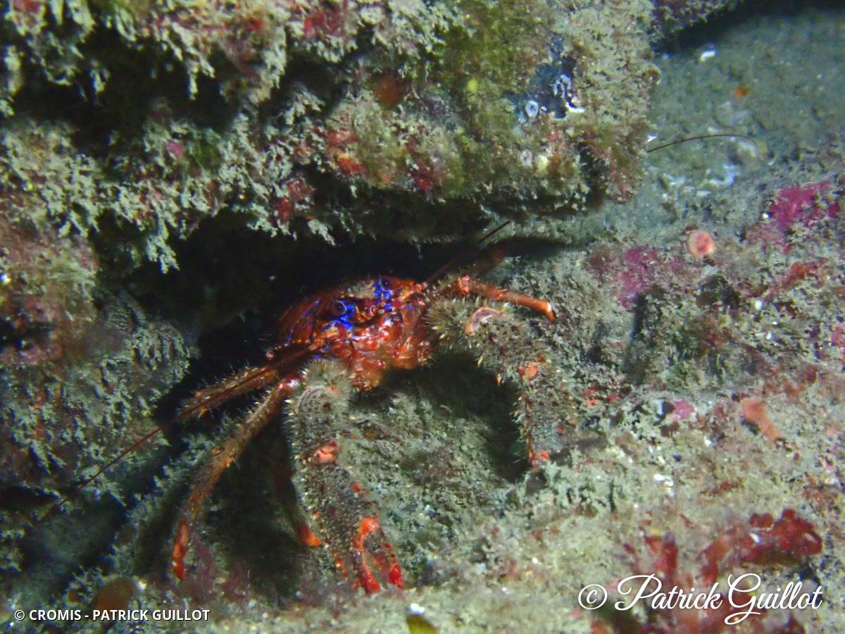 Galathée bicolore
