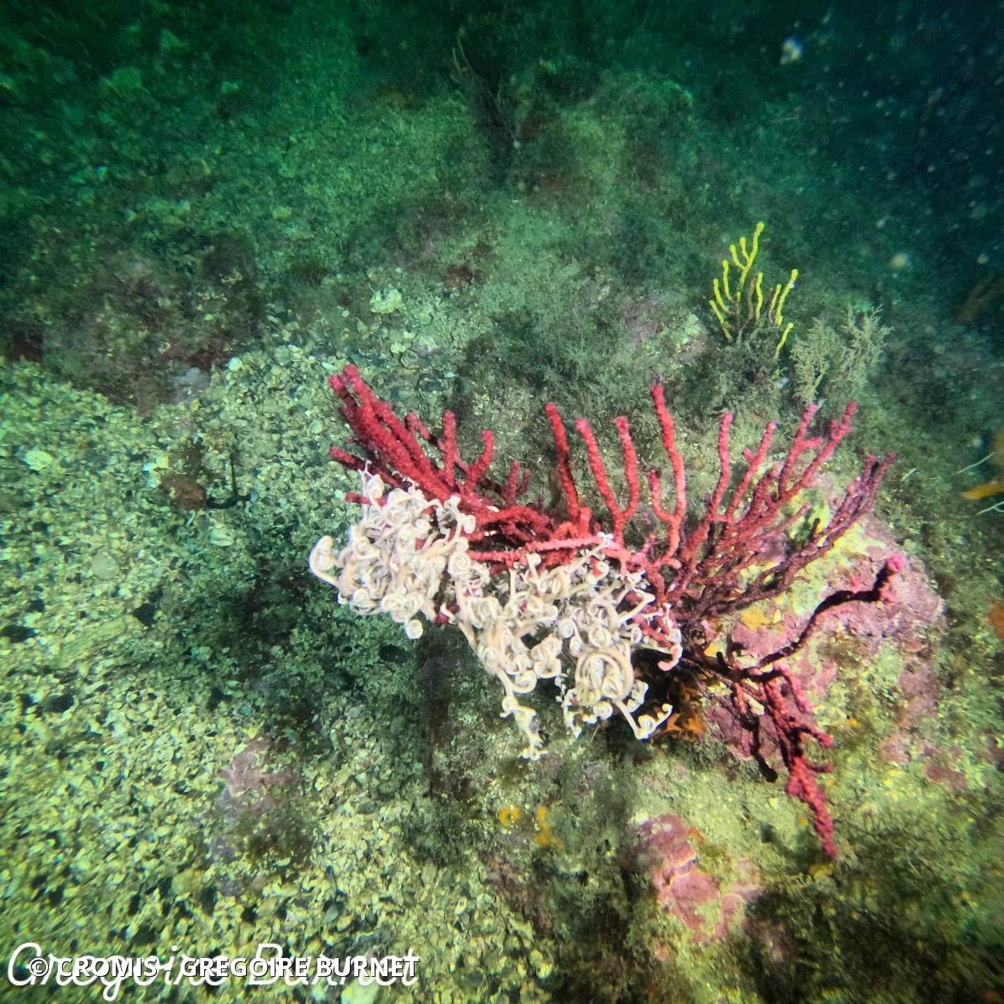 Gorgonocéphale
