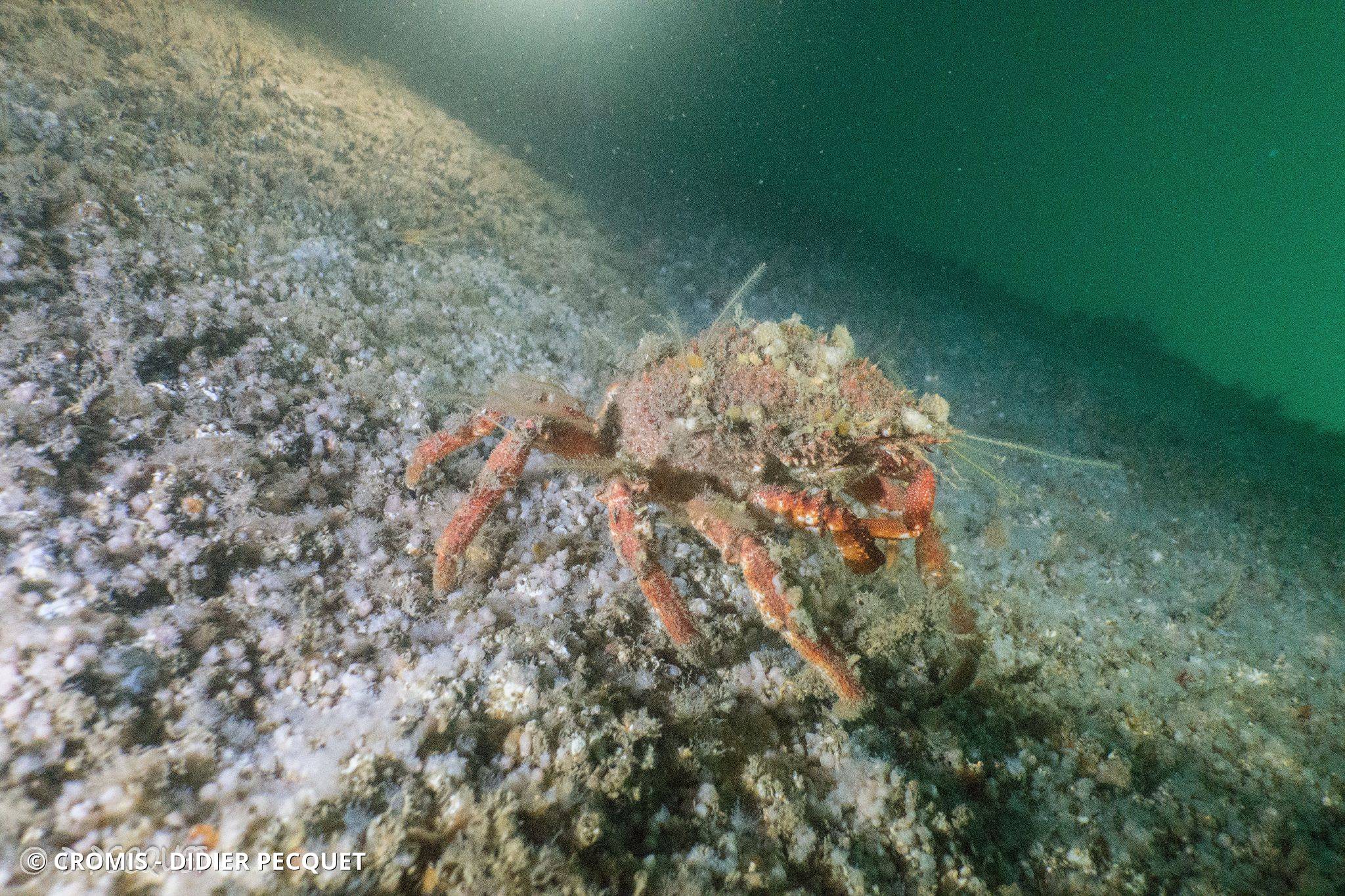 Araignée de mer Atlantique