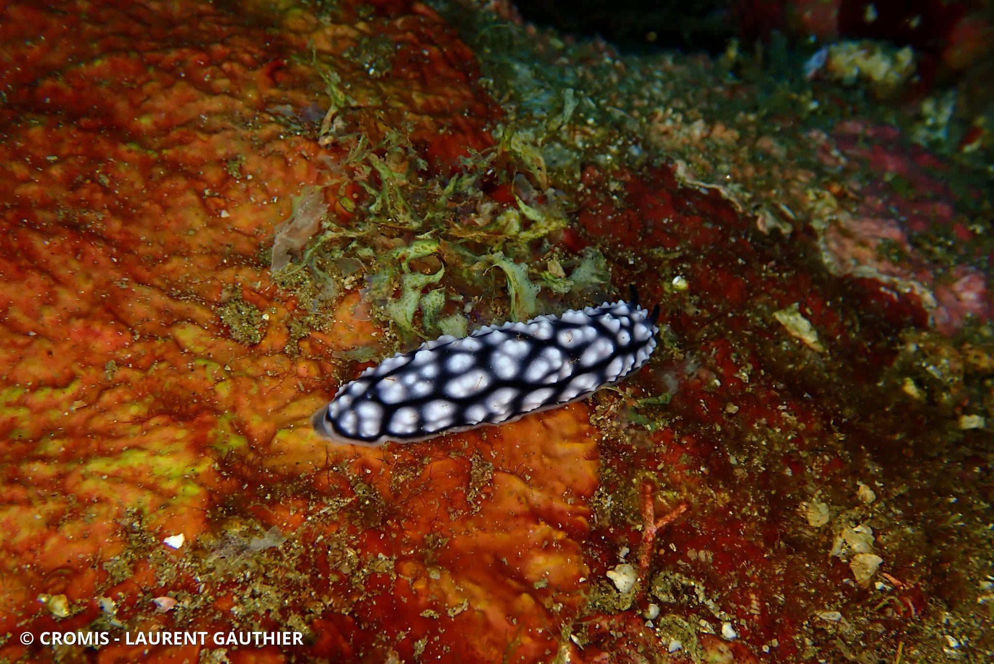 Phyllidie pustuleuse