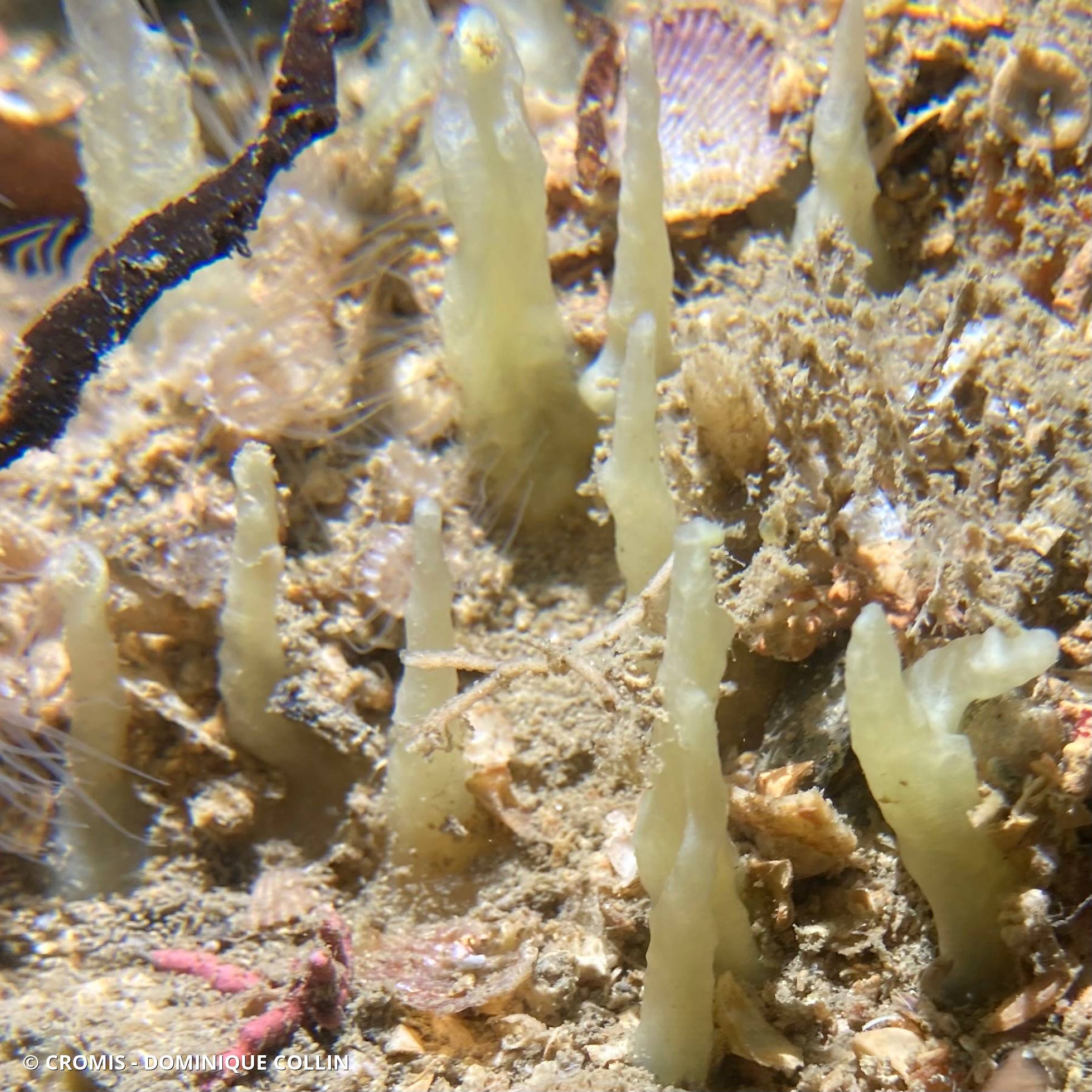 Eponge pinceau