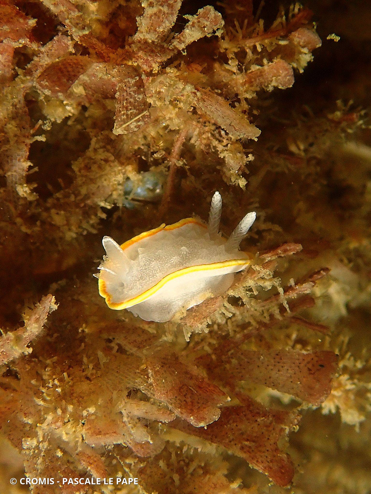 Doris blanc à couronne d'or
