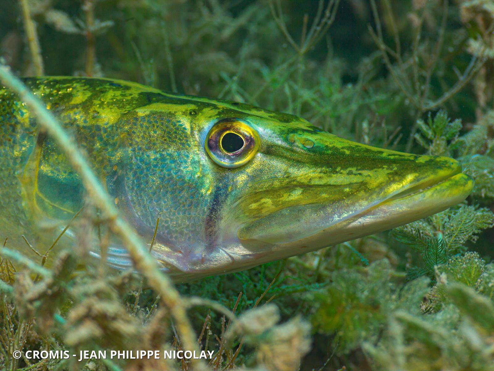 Photo 5 sur 191 : Brochet